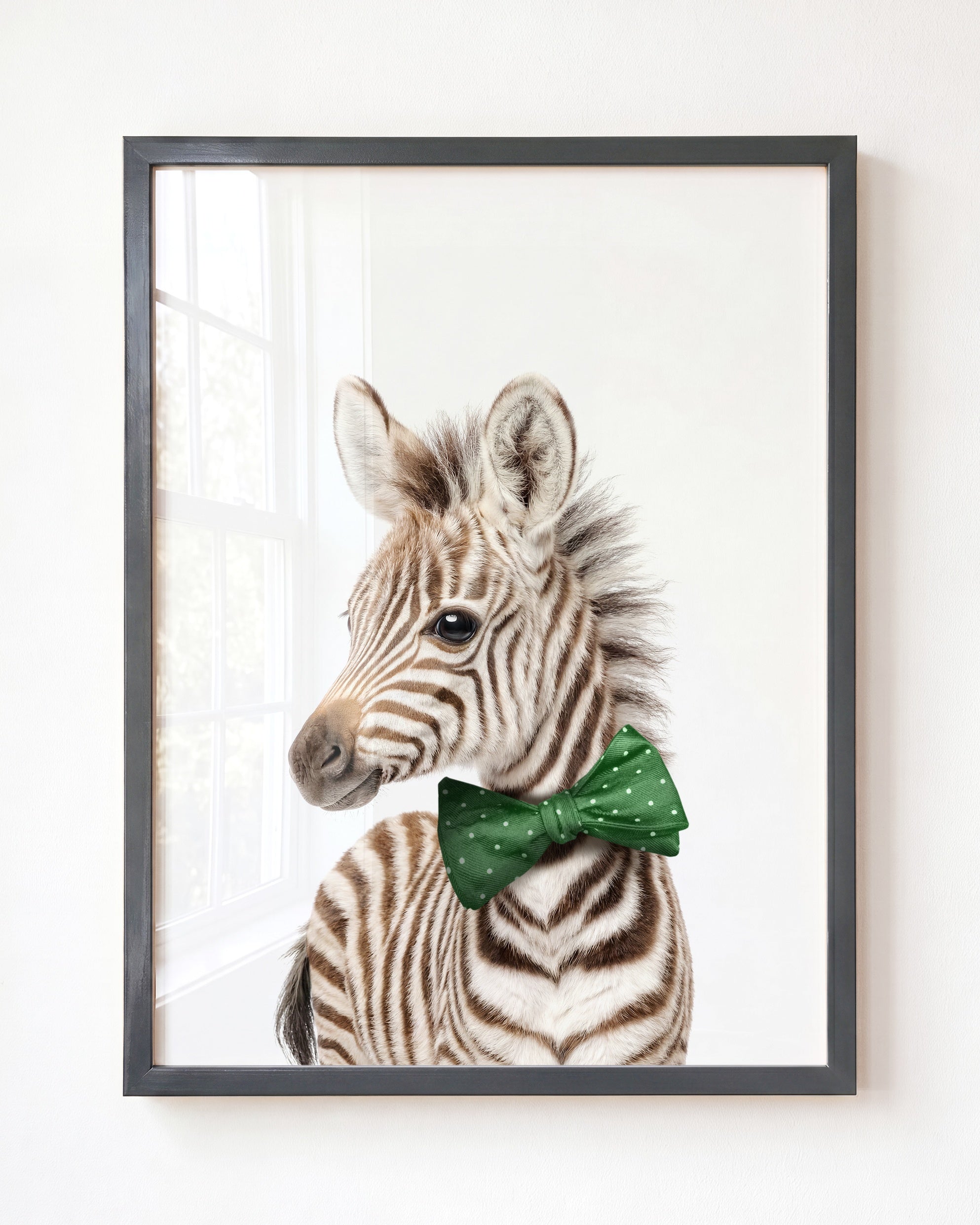 Baby Zebra
