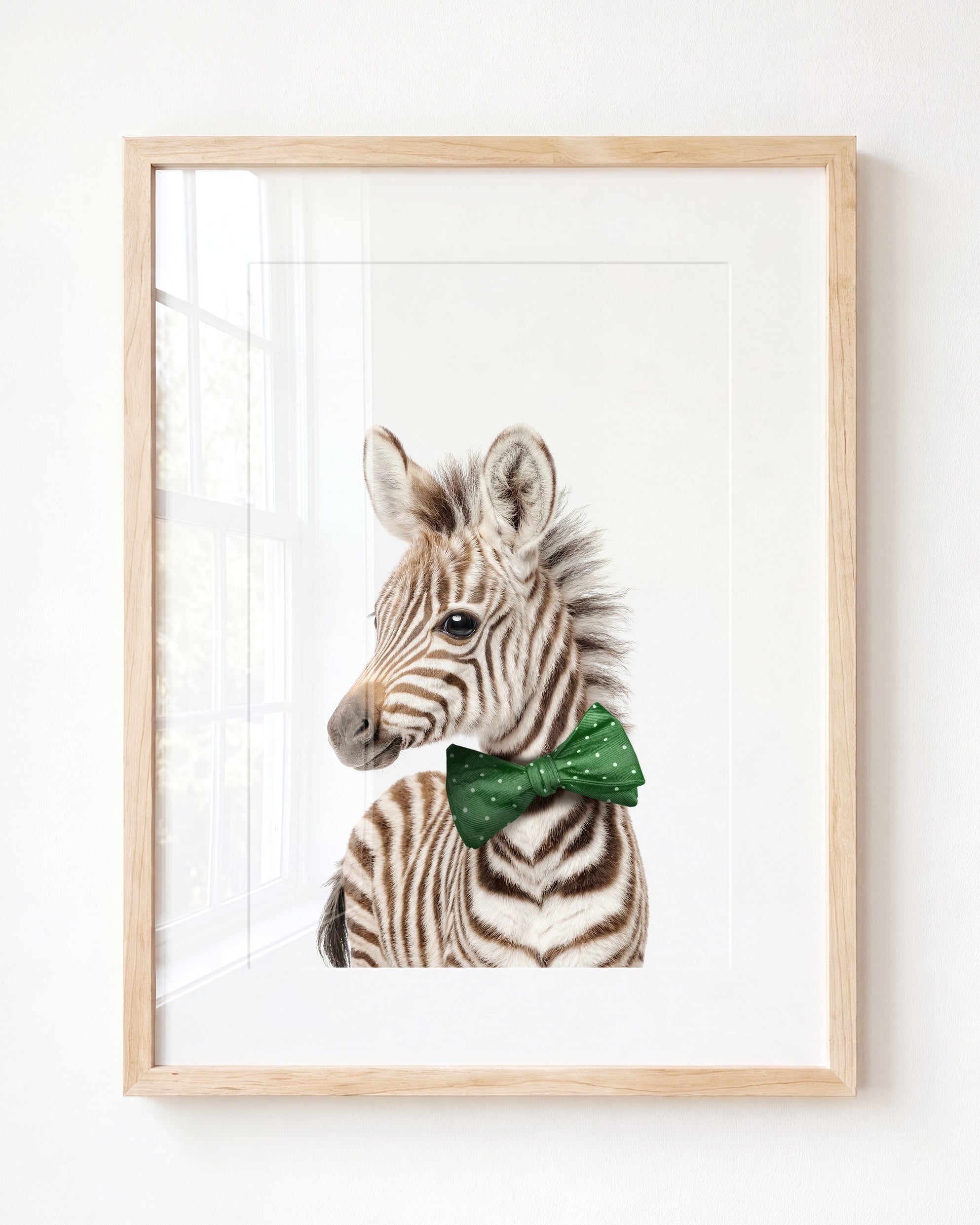 Baby Zebra