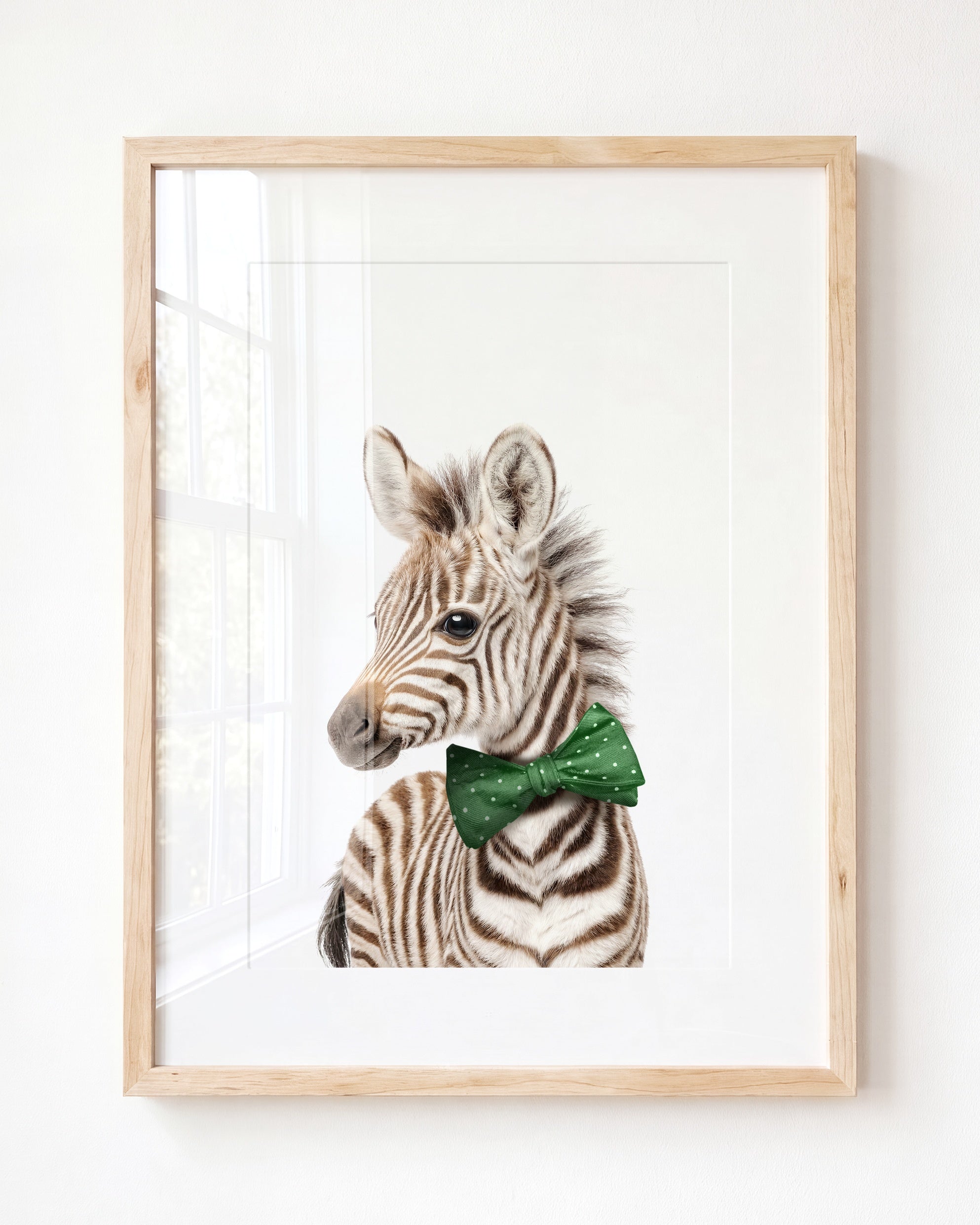 Baby Zebra