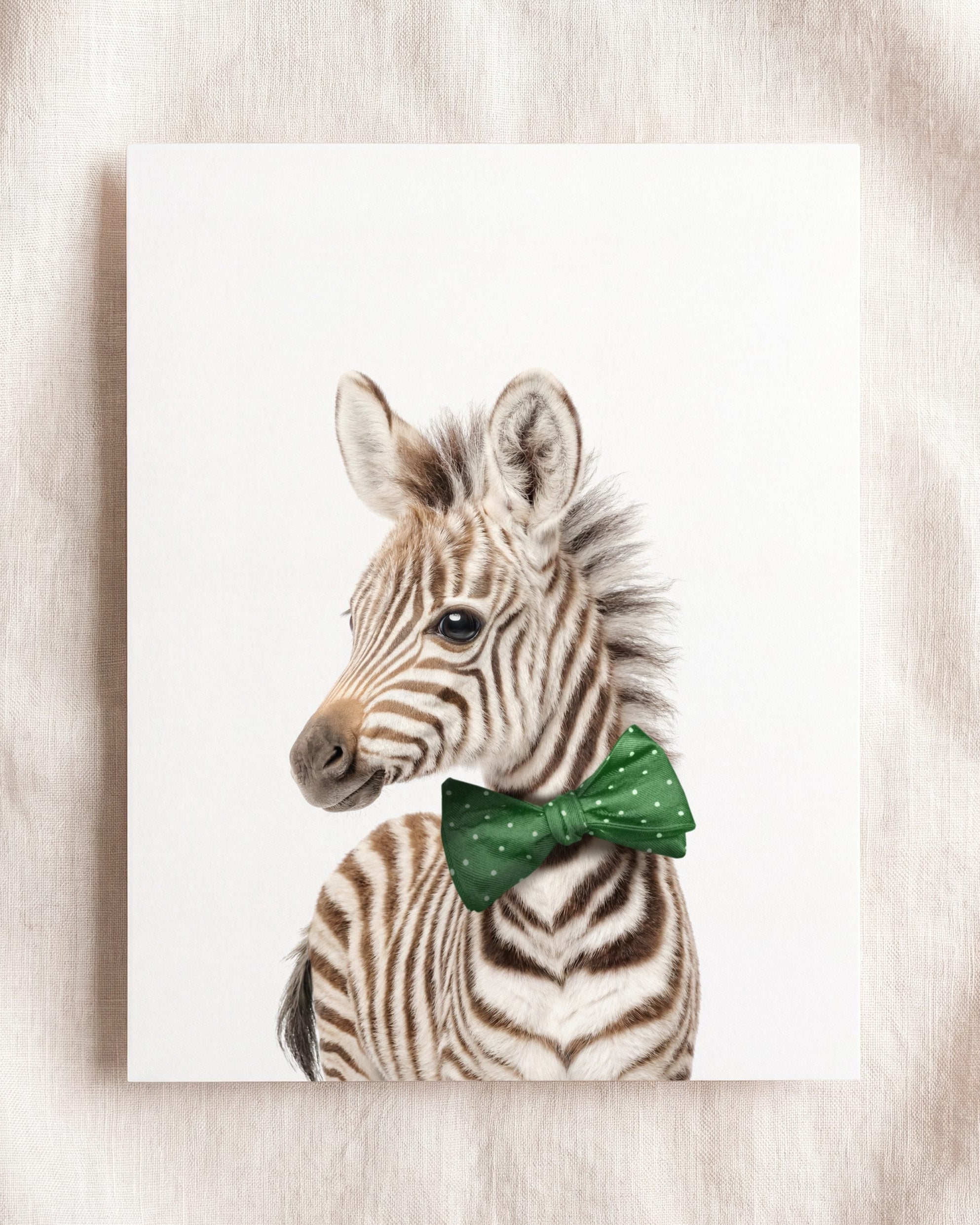 Baby Zebra
