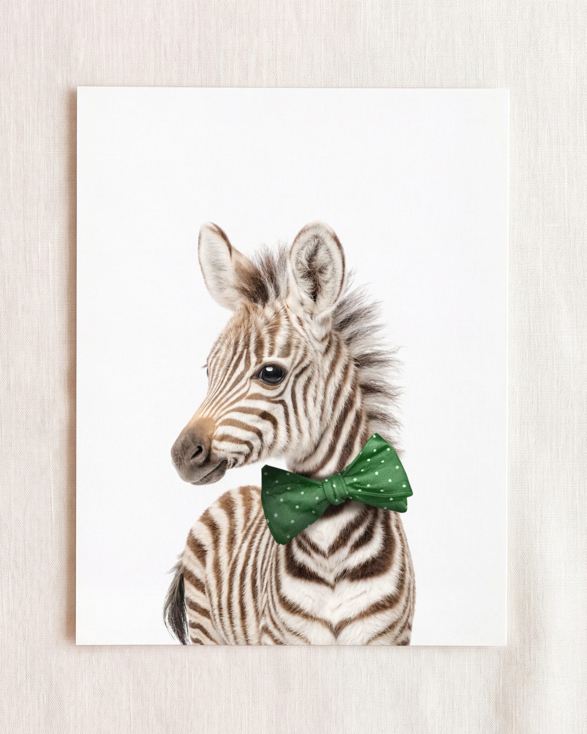 Baby Zebra