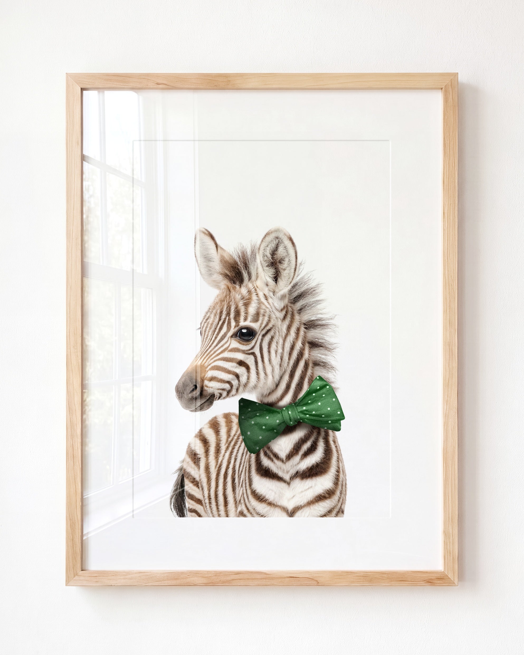 Baby Zebra