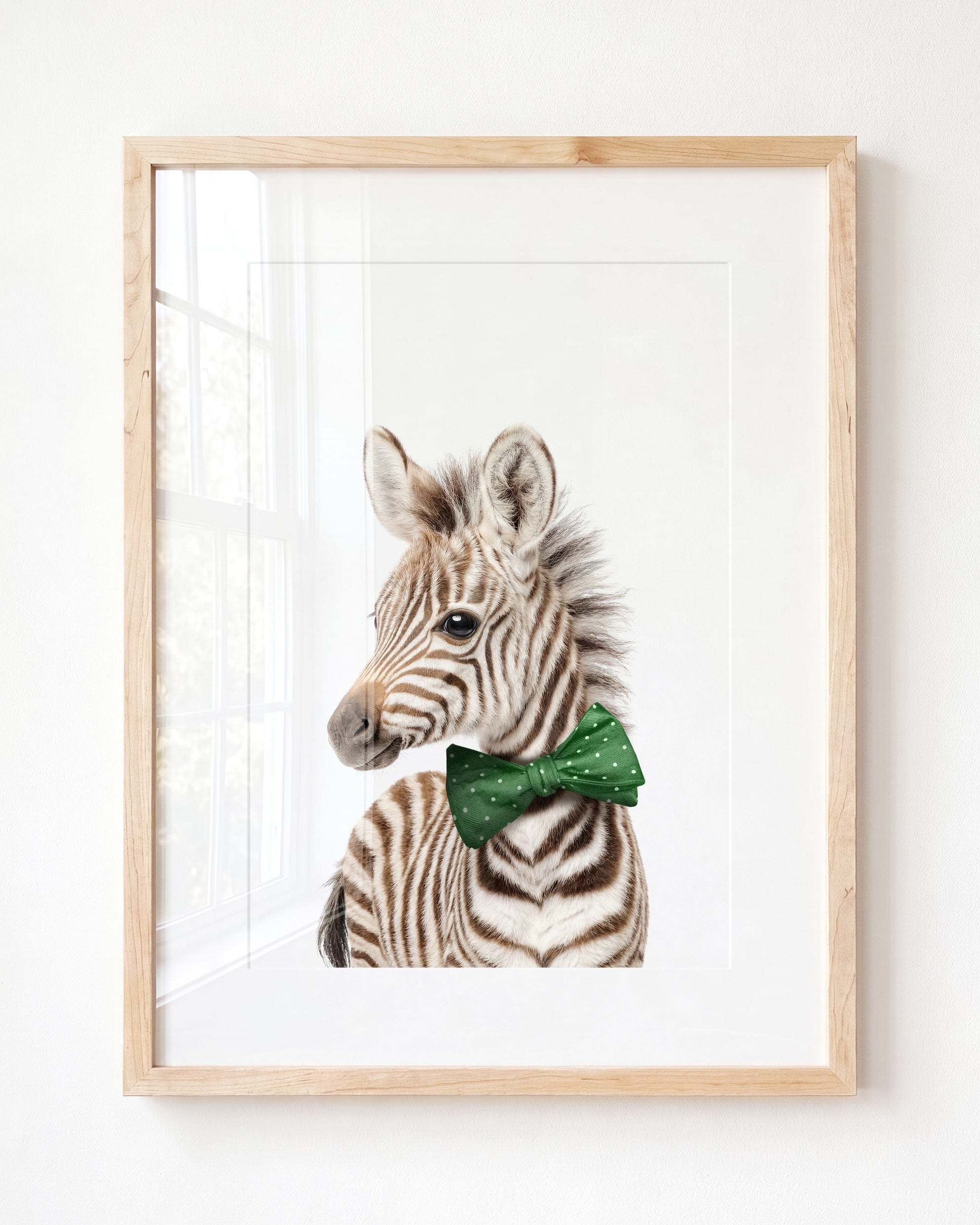 Baby Zebra
