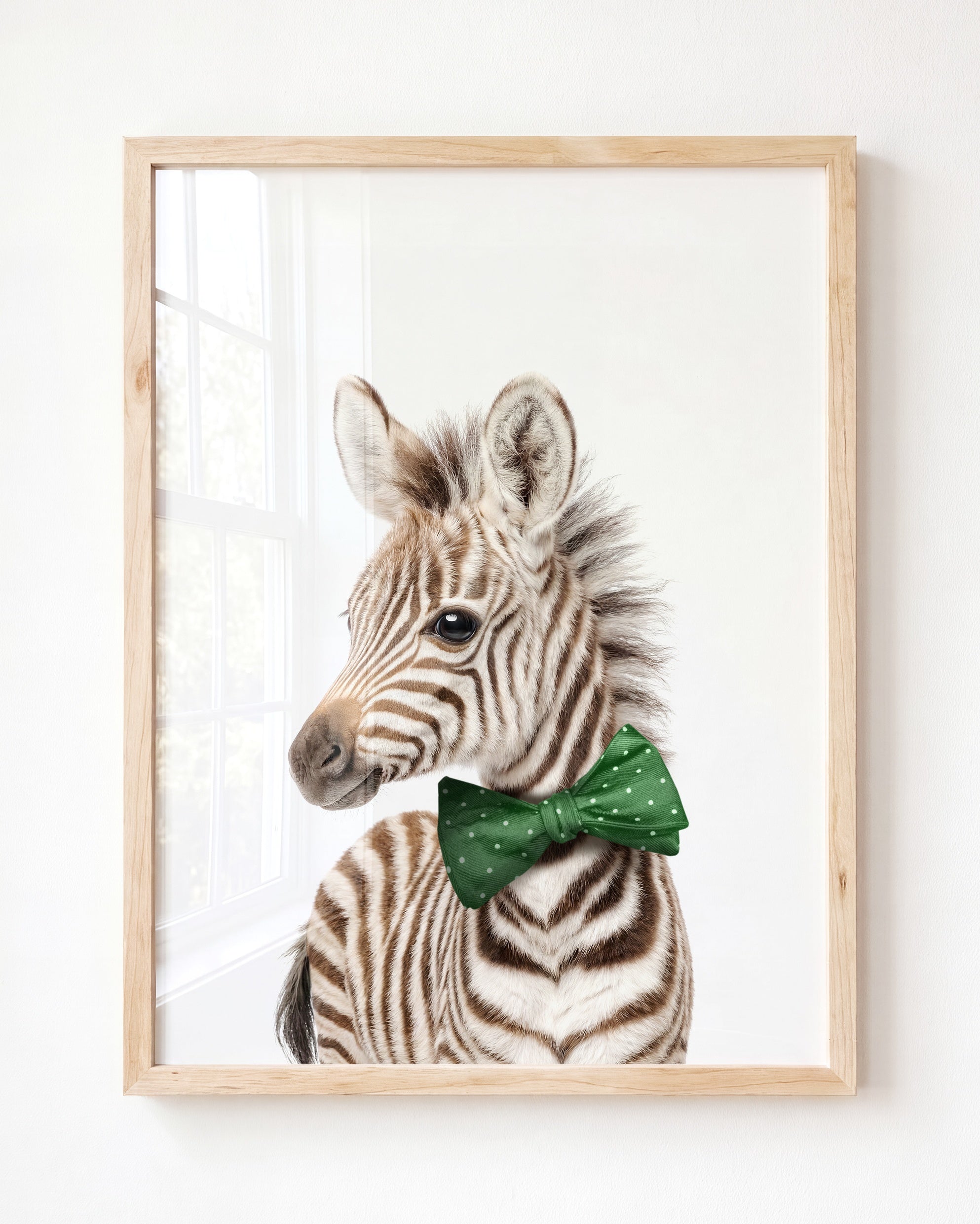 Baby Zebra