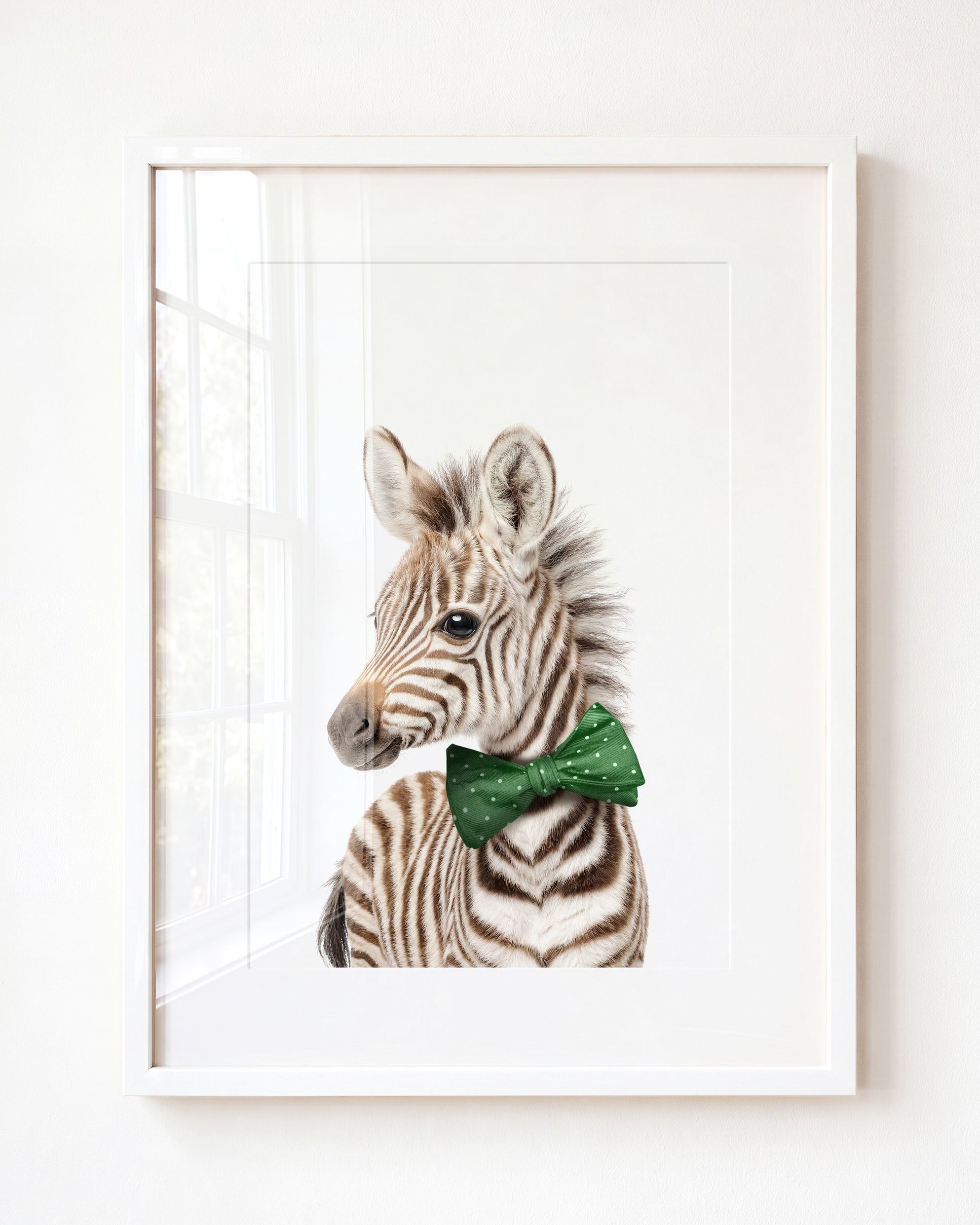 Baby Zebra