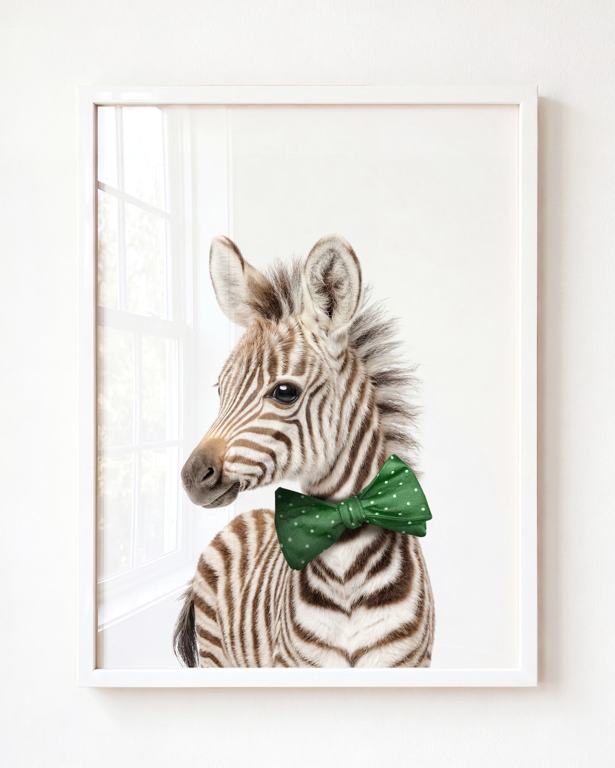 Baby Zebra