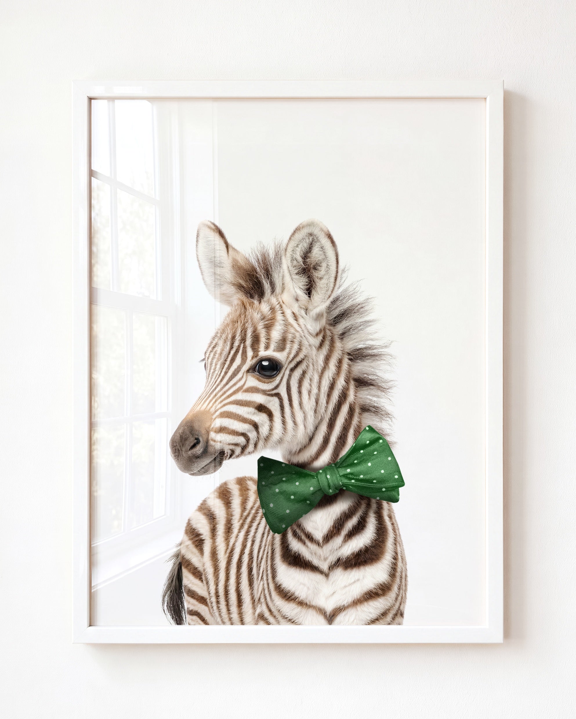 Baby Zebra