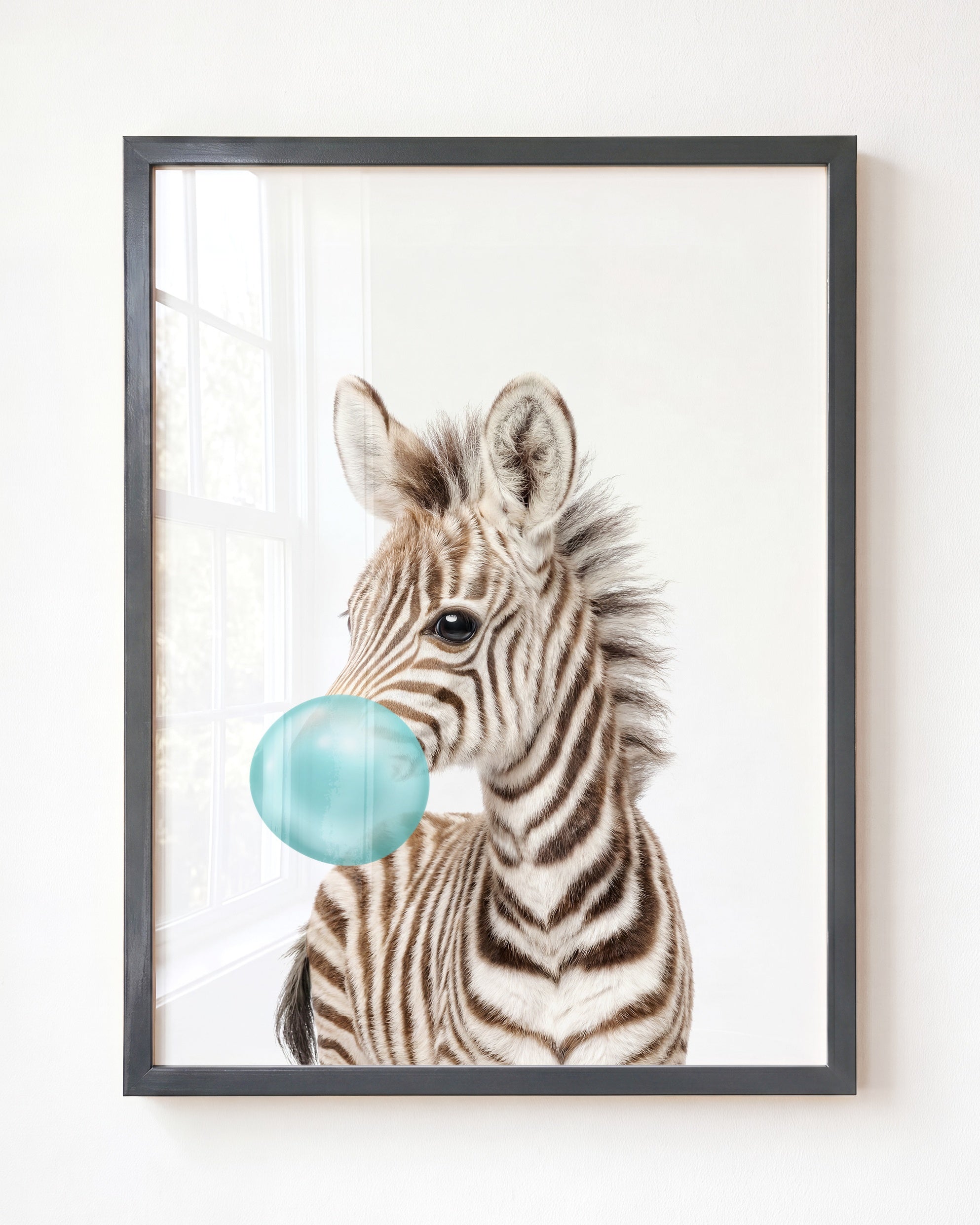 Baby Zebra