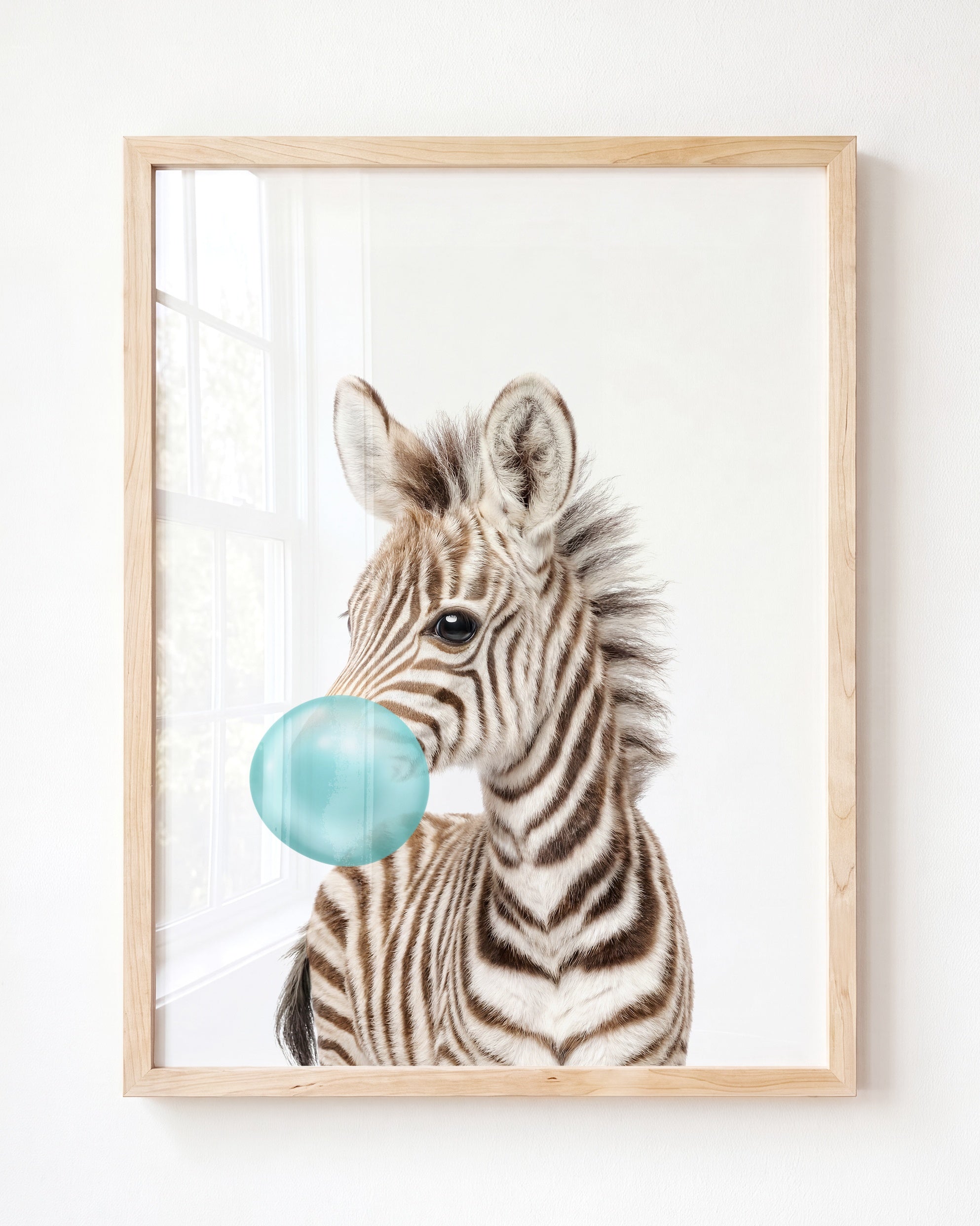 Baby Zebra
