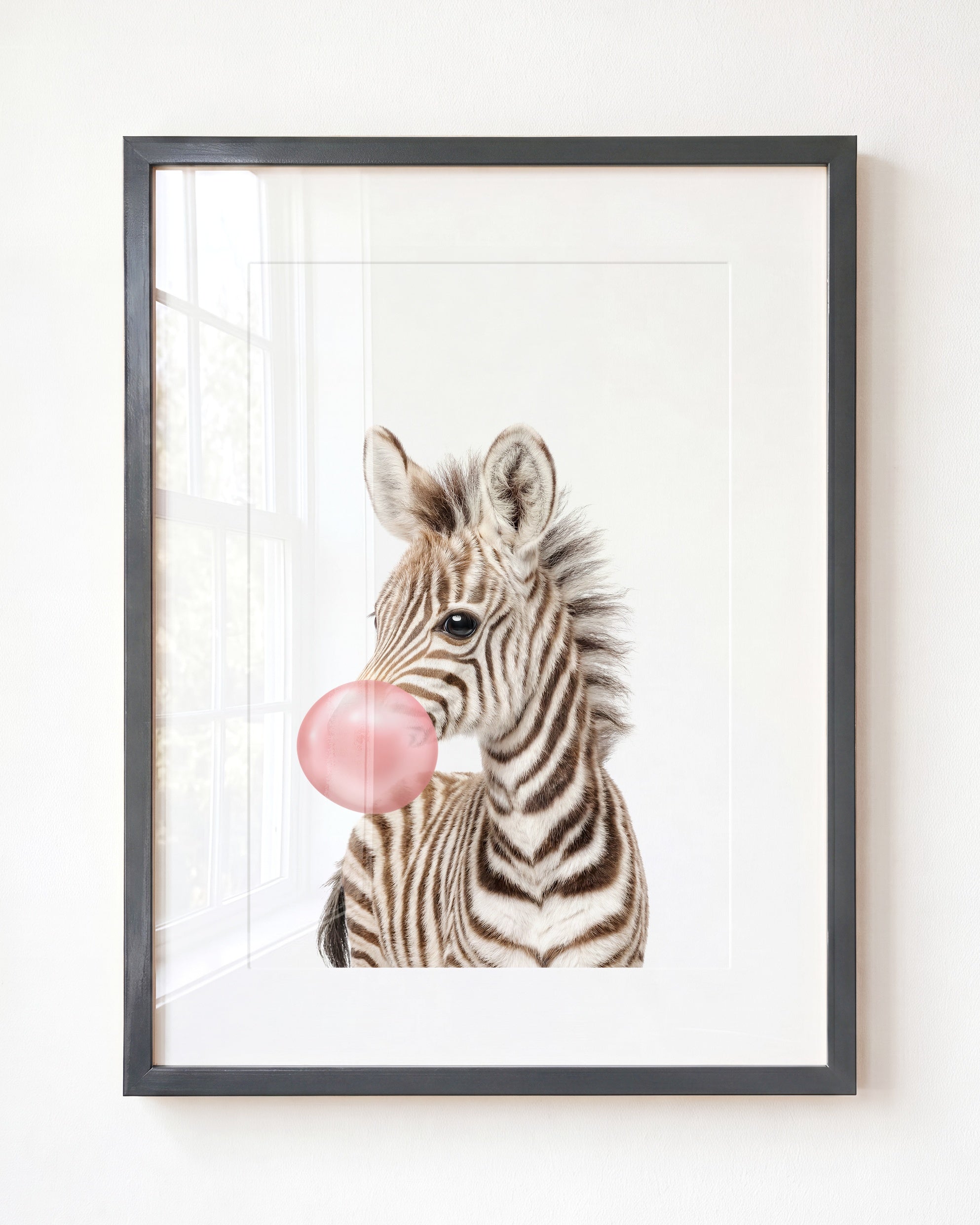 Baby Zebra