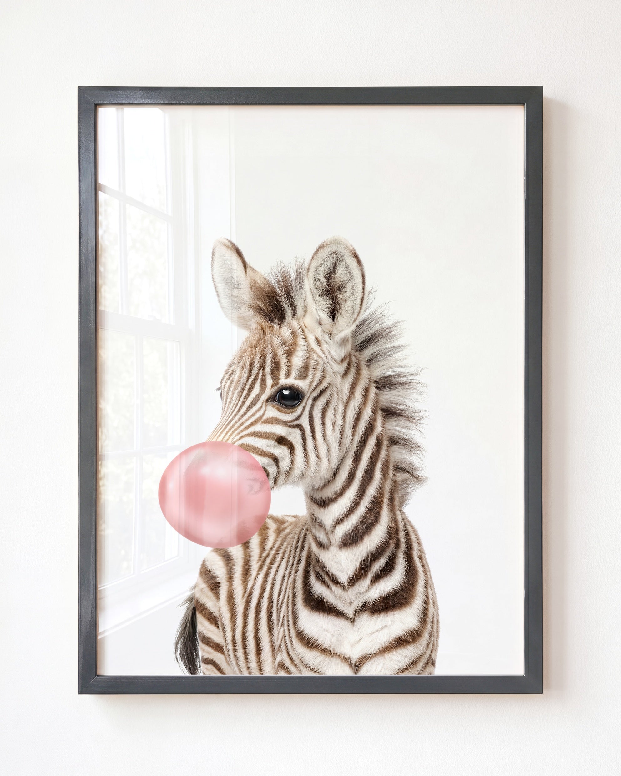 Baby Zebra