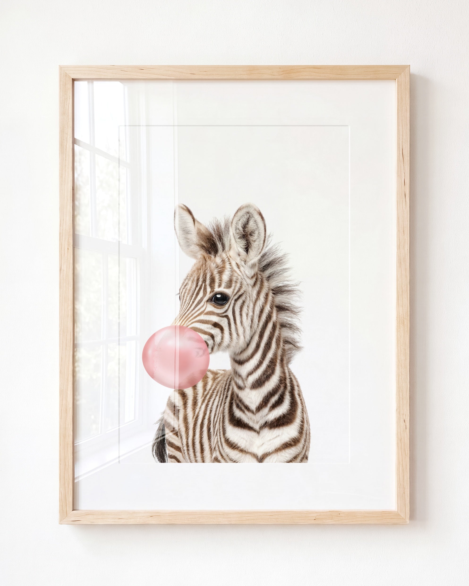 Baby Zebra