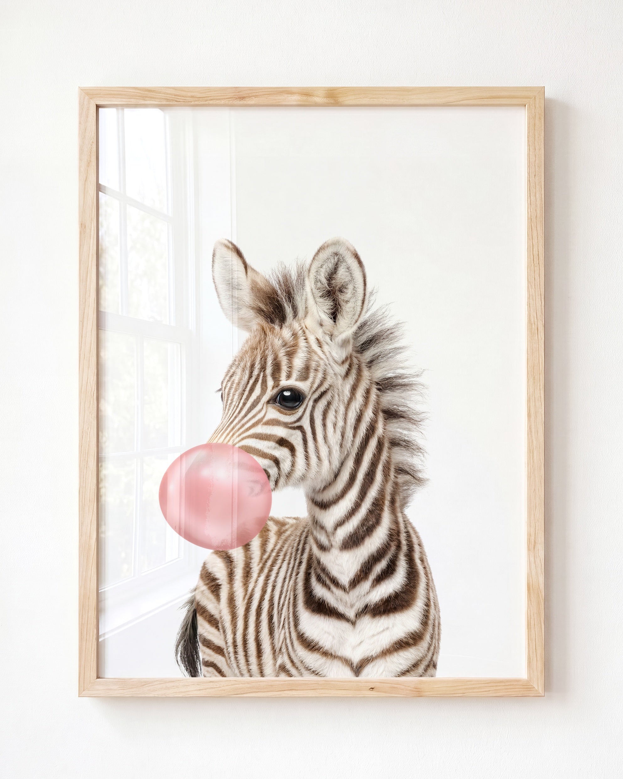 Baby Zebra