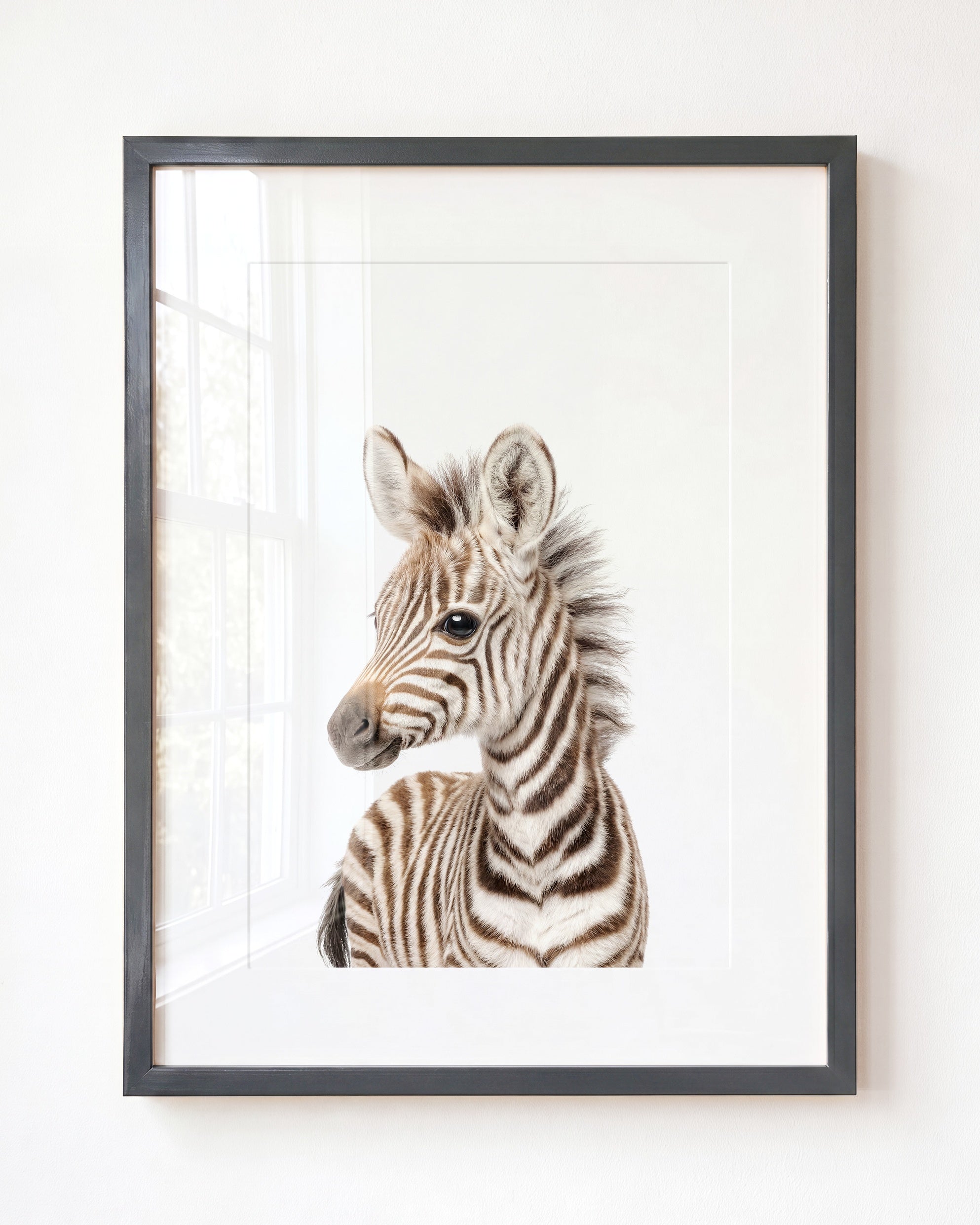 Baby Zebra