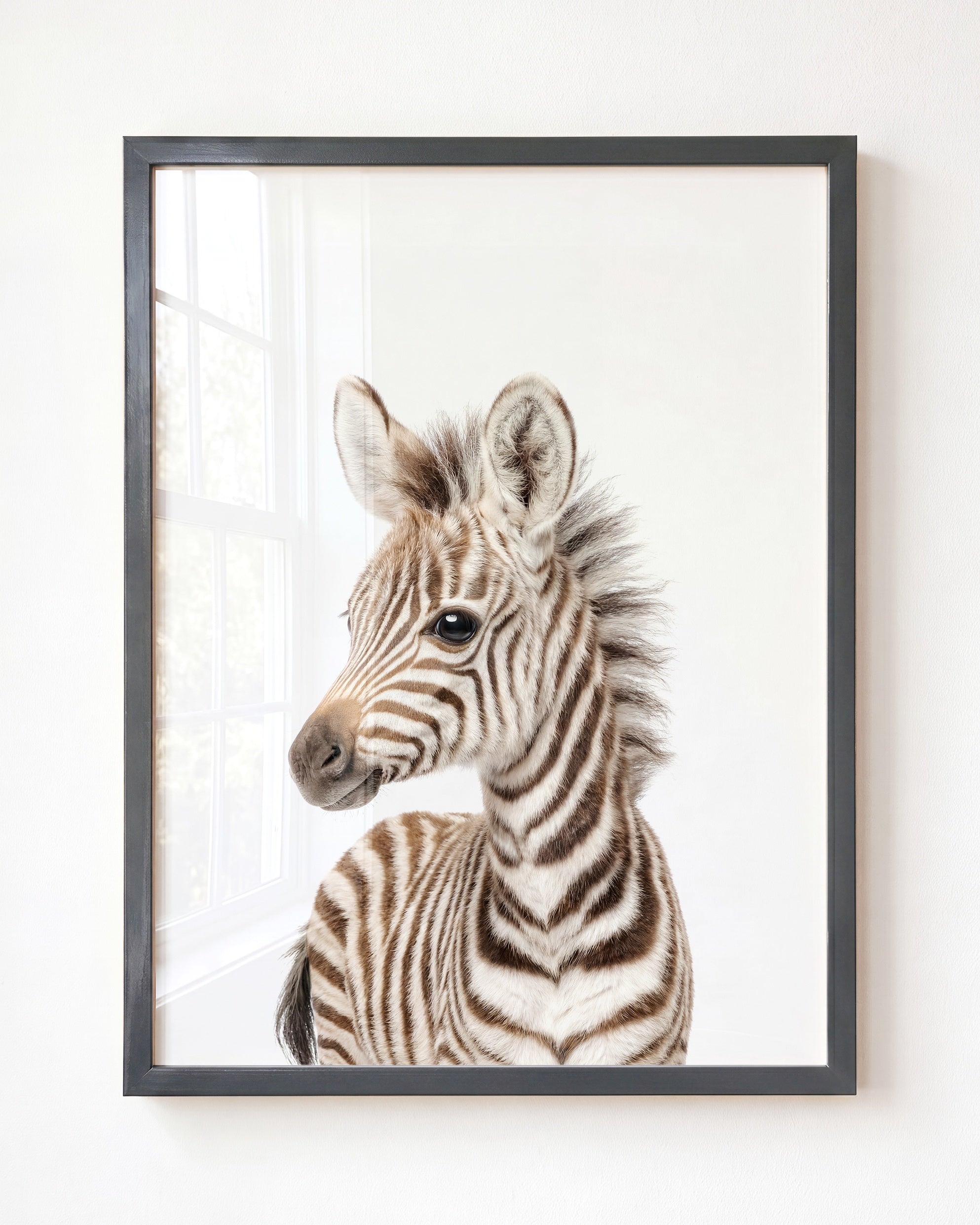 Baby Zebra