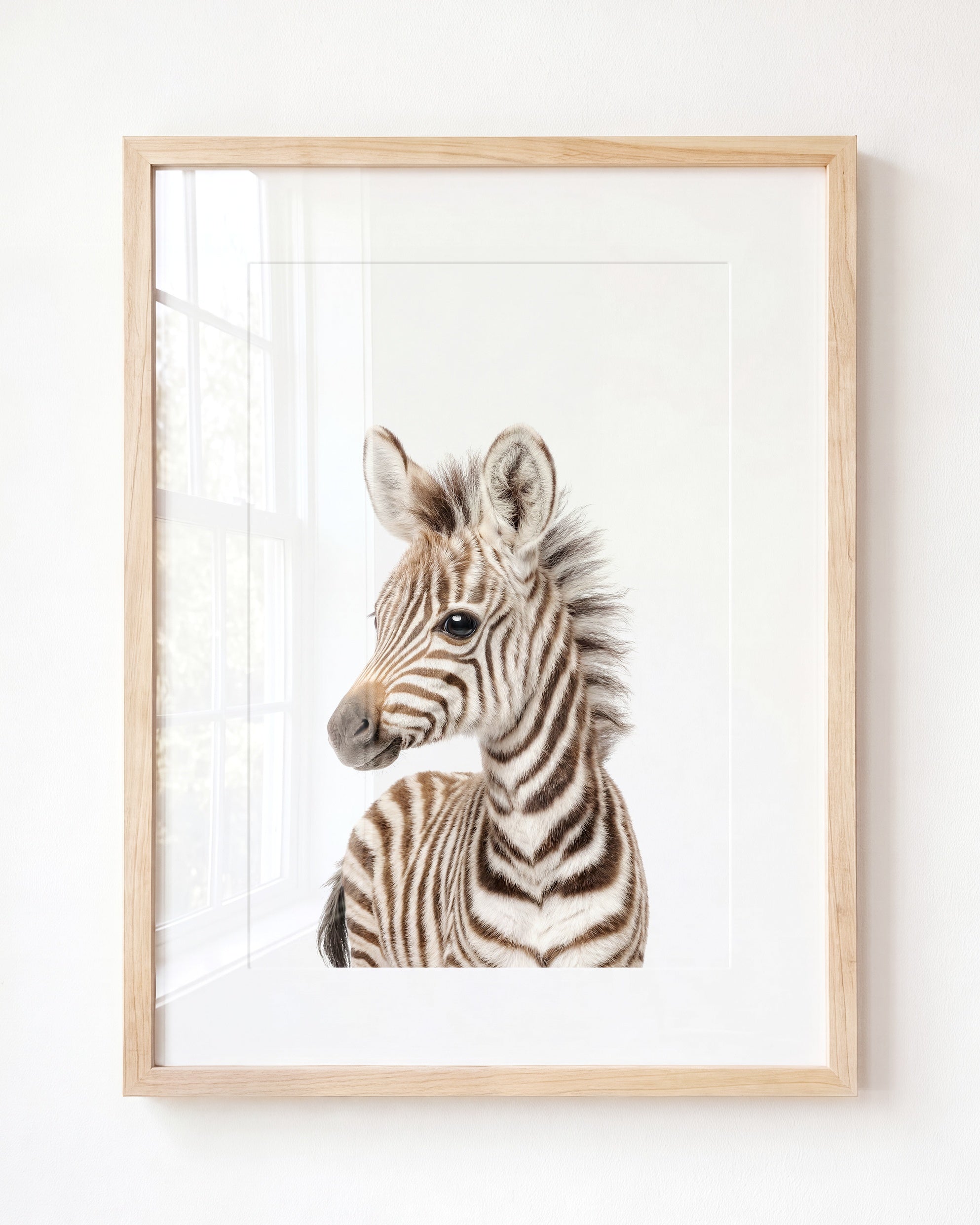 Baby Zebra