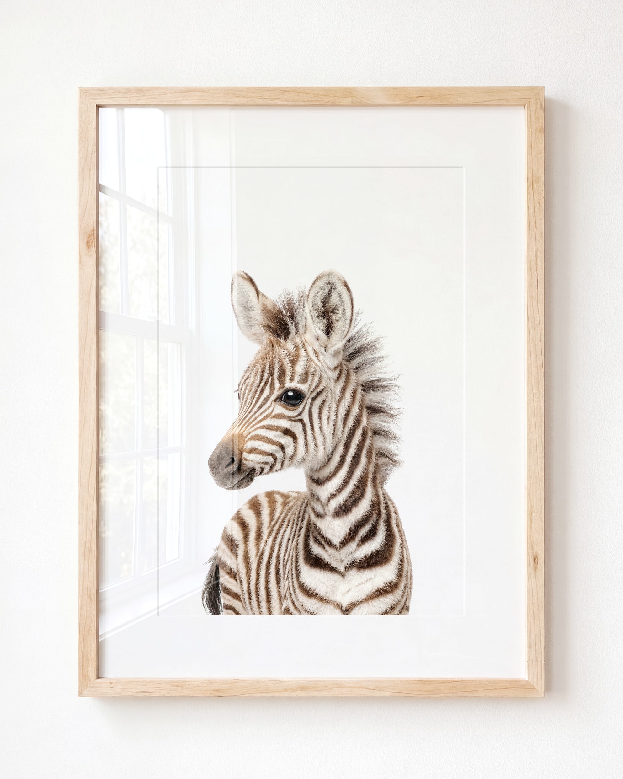 Baby Zebra