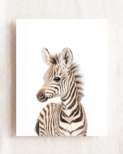 Baby Zebra