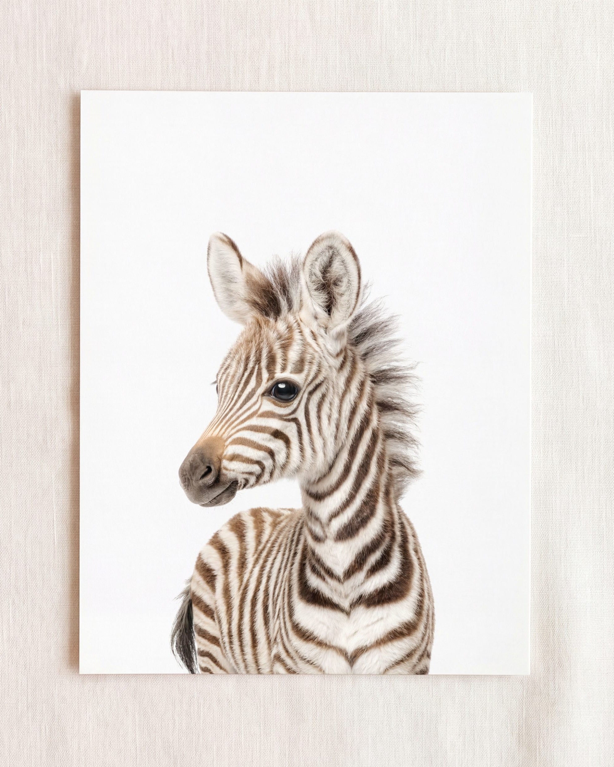 Baby Zebra