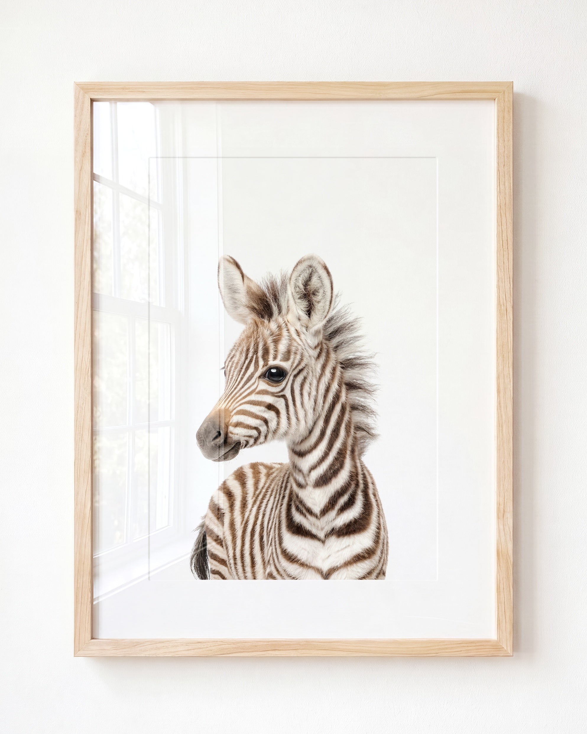 Baby Zebra