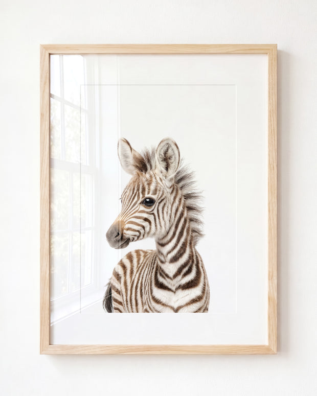 Baby Zebra