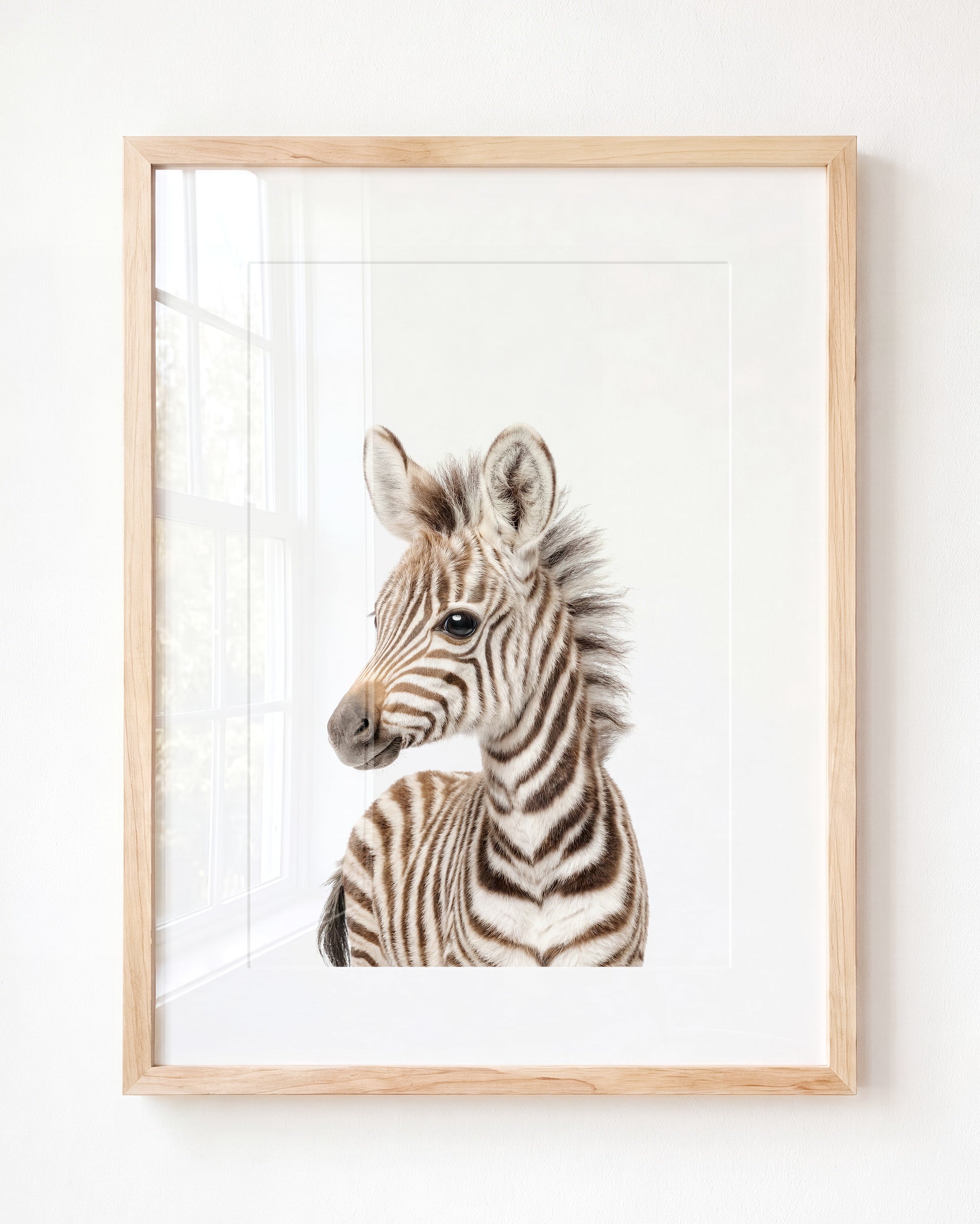 Baby Zebra