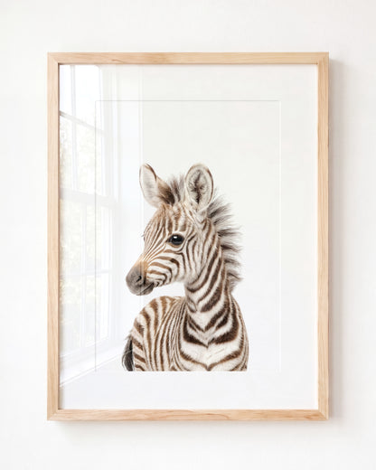 Baby Zebra