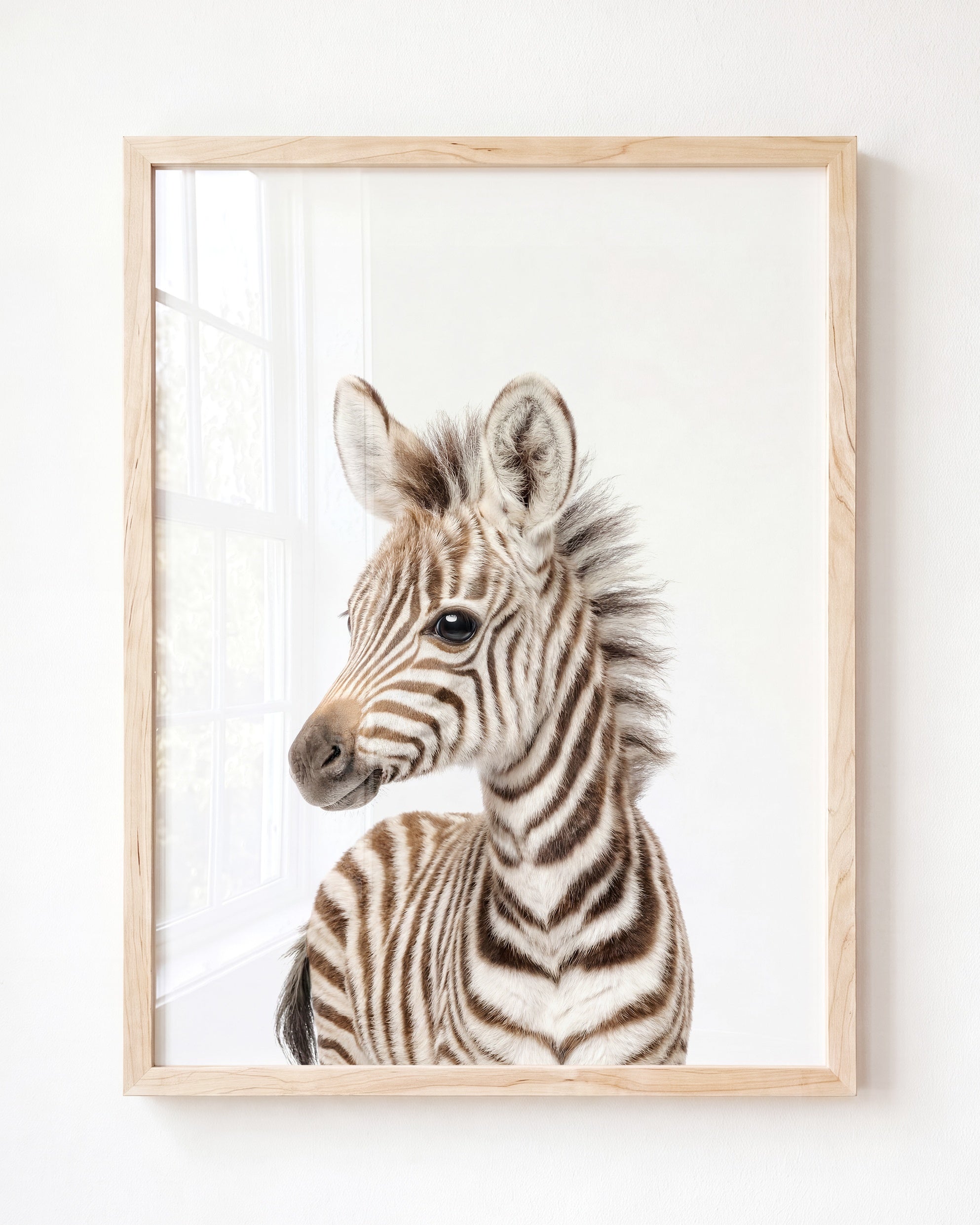 Baby Zebra