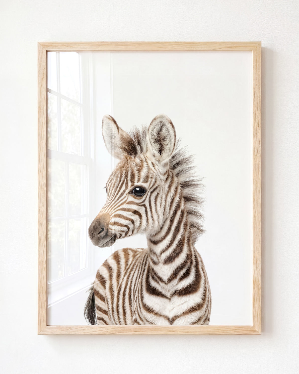 Baby Zebra