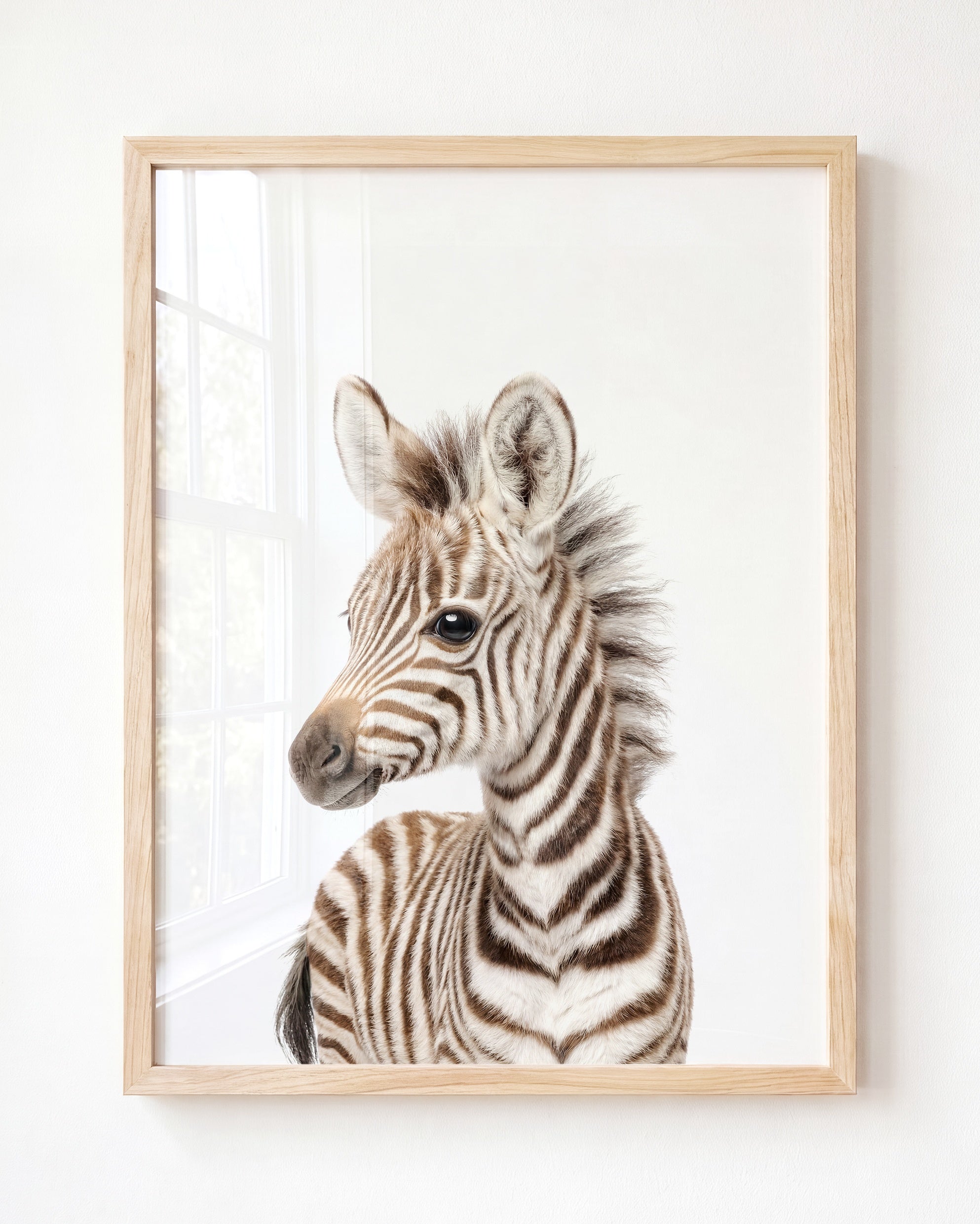 Baby Zebra