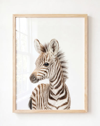 Baby Zebra