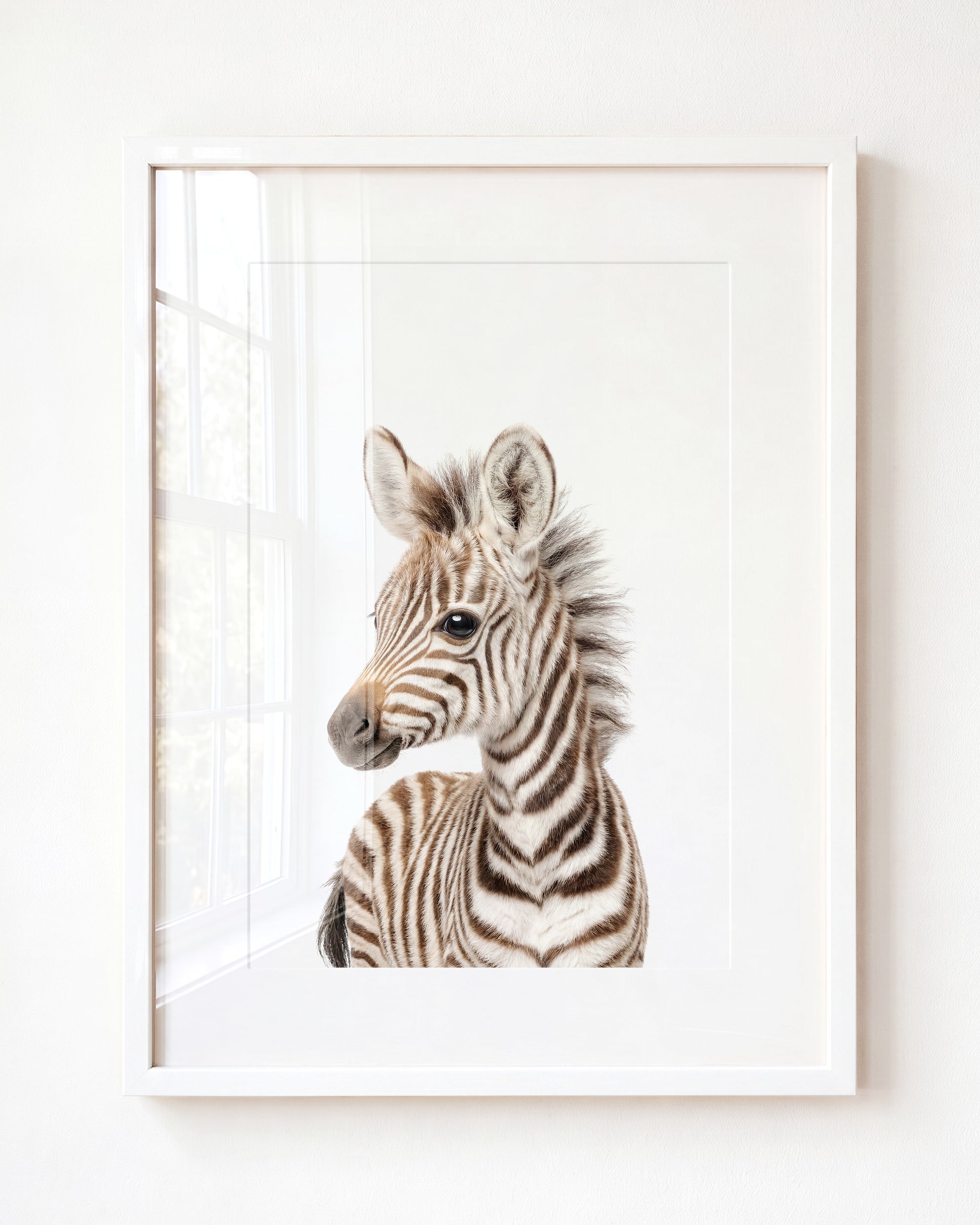 Baby Zebra