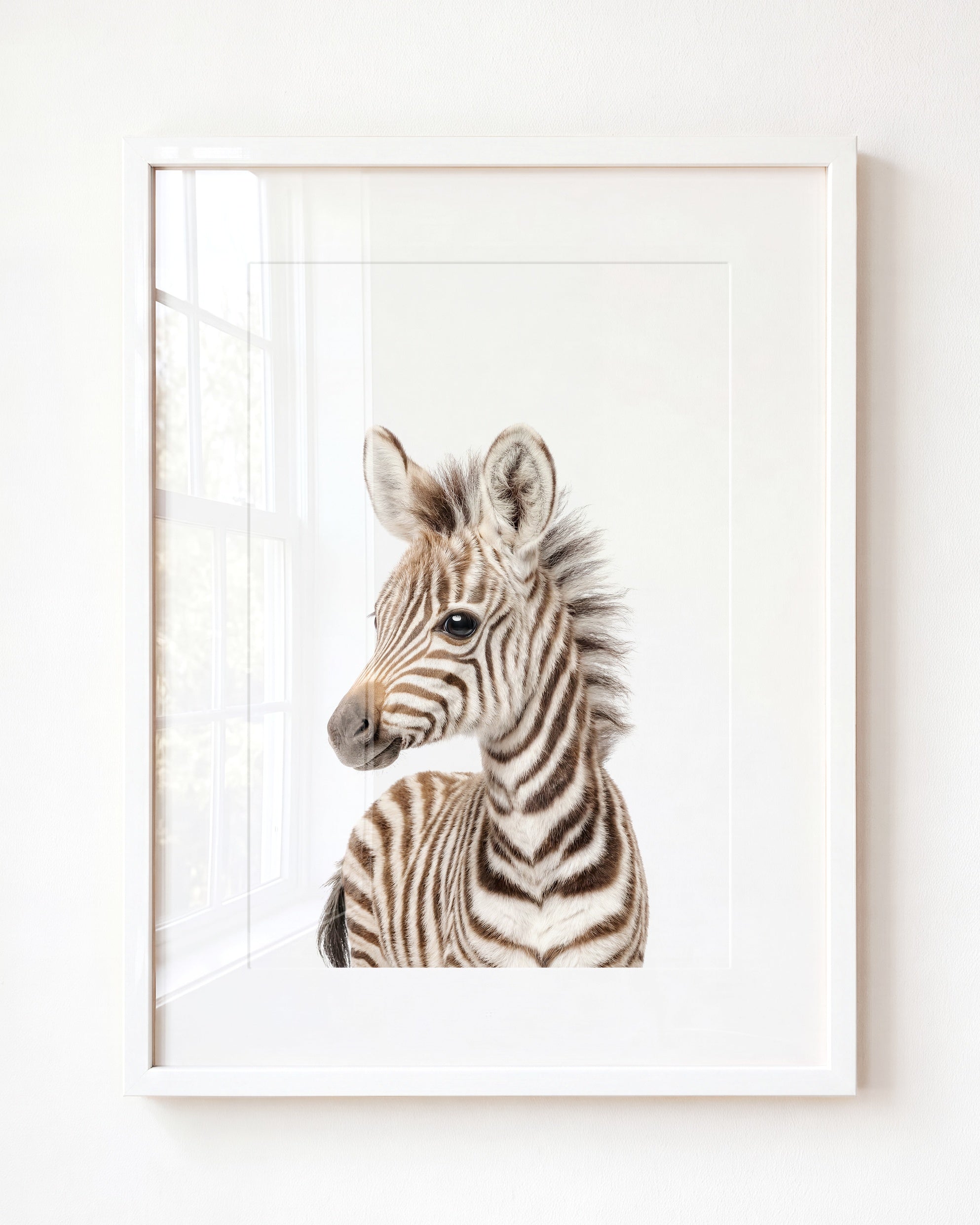 Baby Zebra