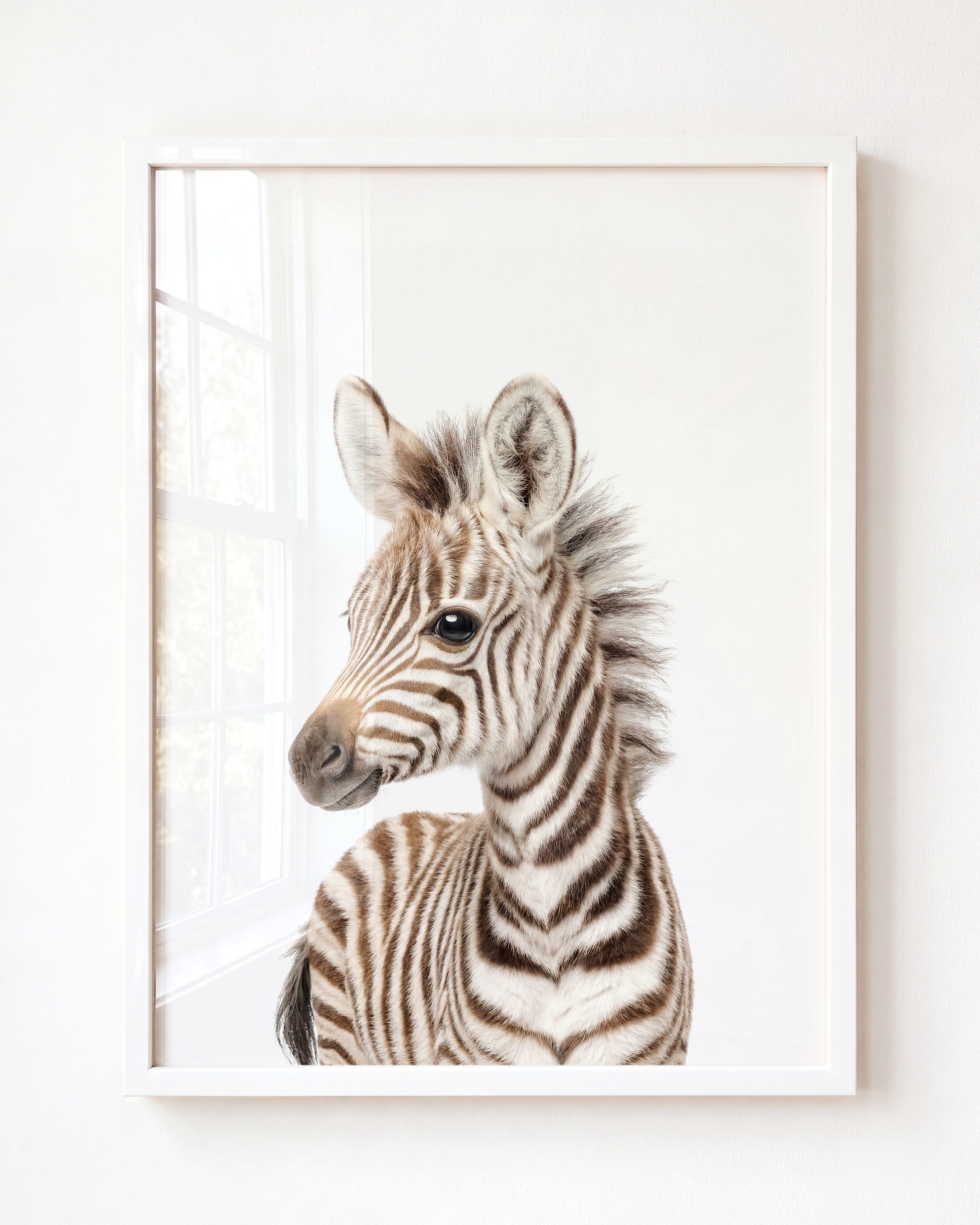 Baby Zebra