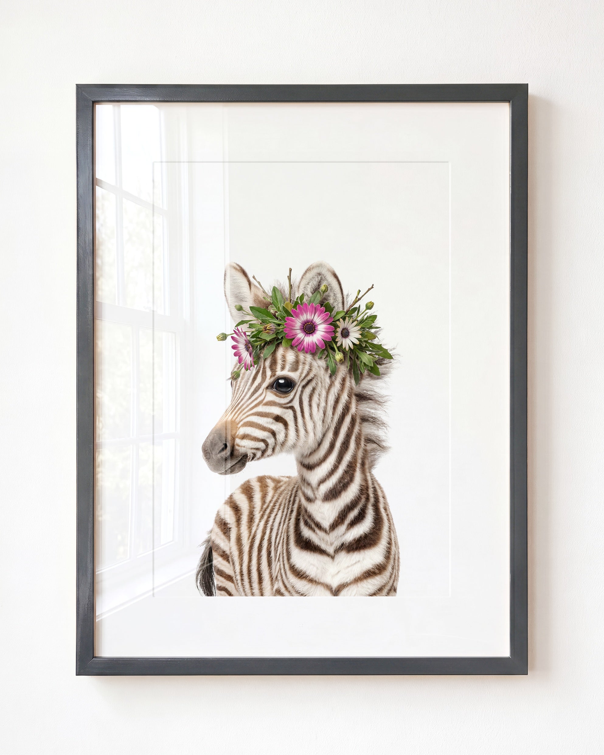 Baby Zebra