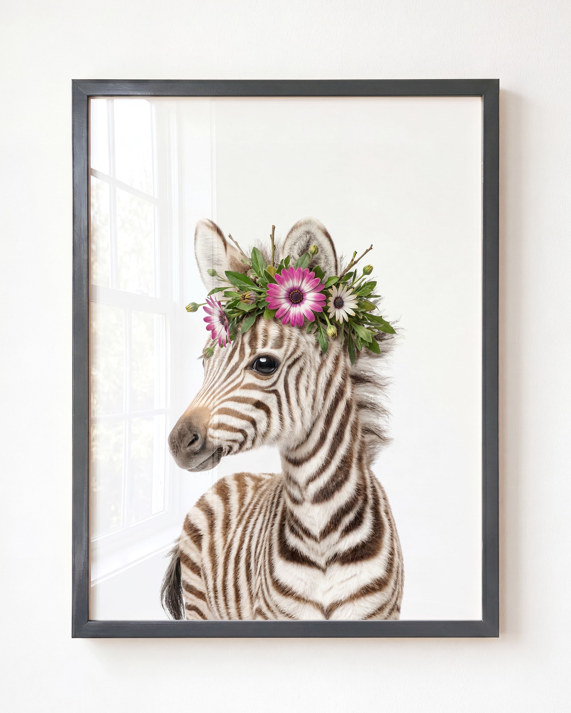Baby Zebra