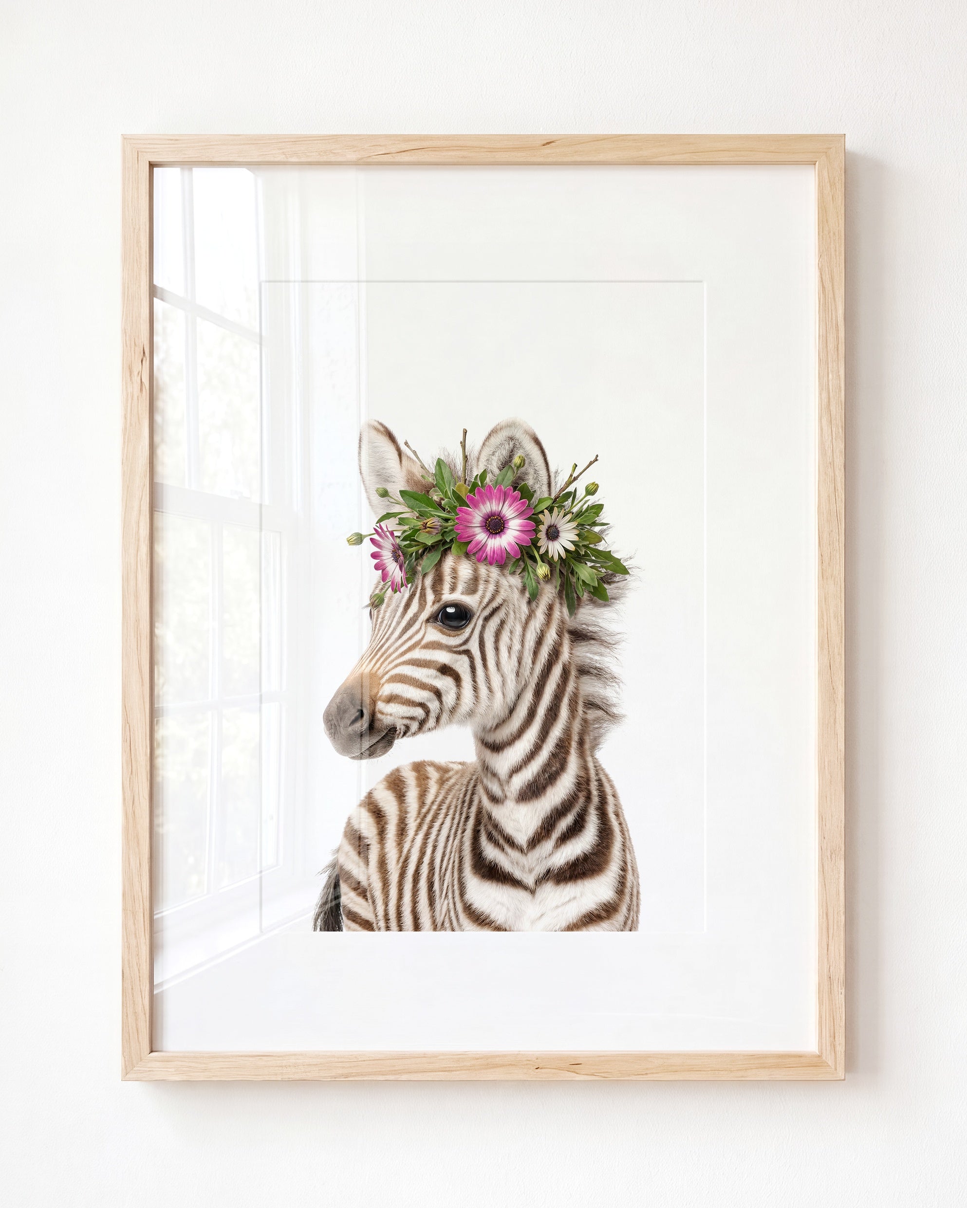 Baby Zebra