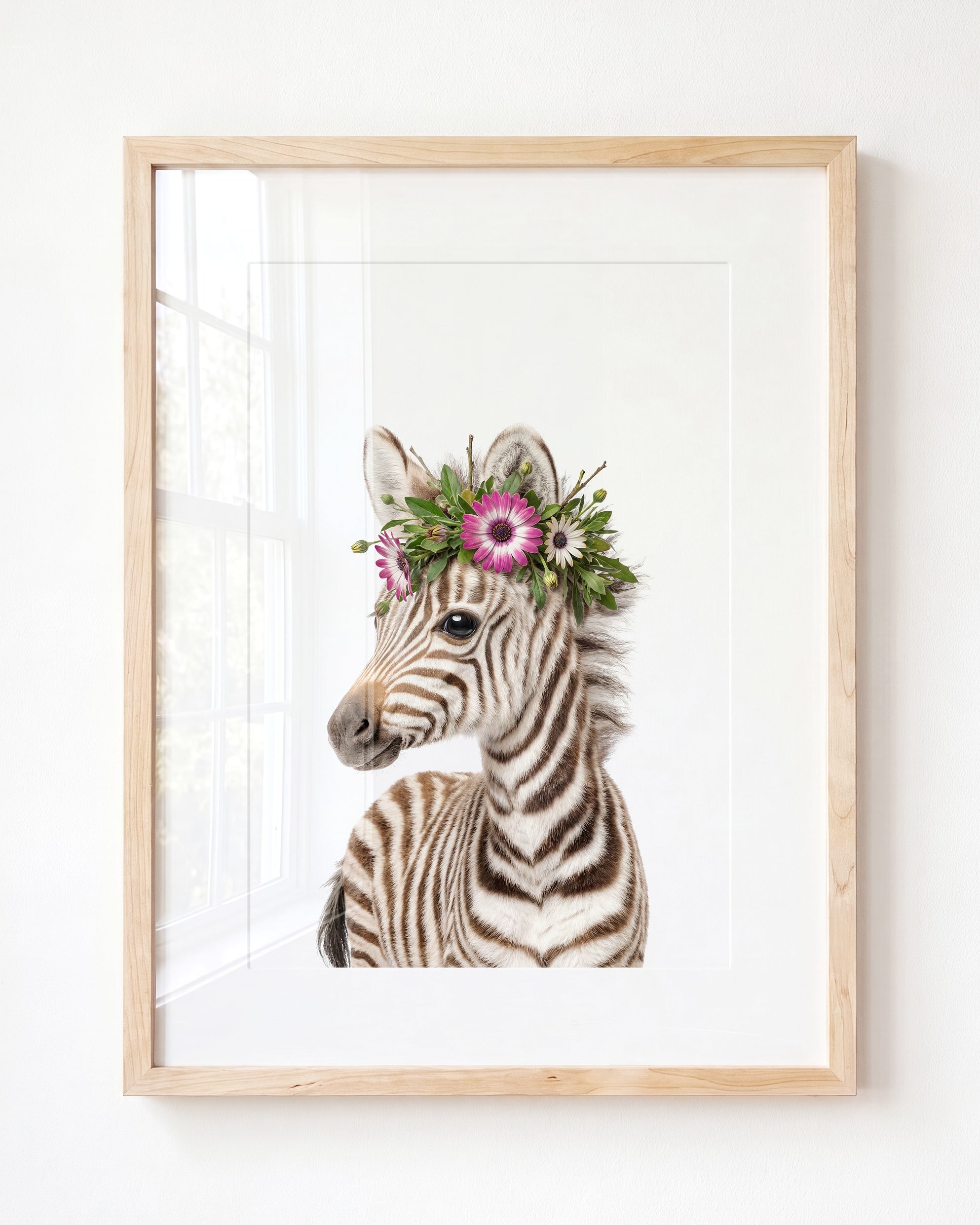 Baby Zebra