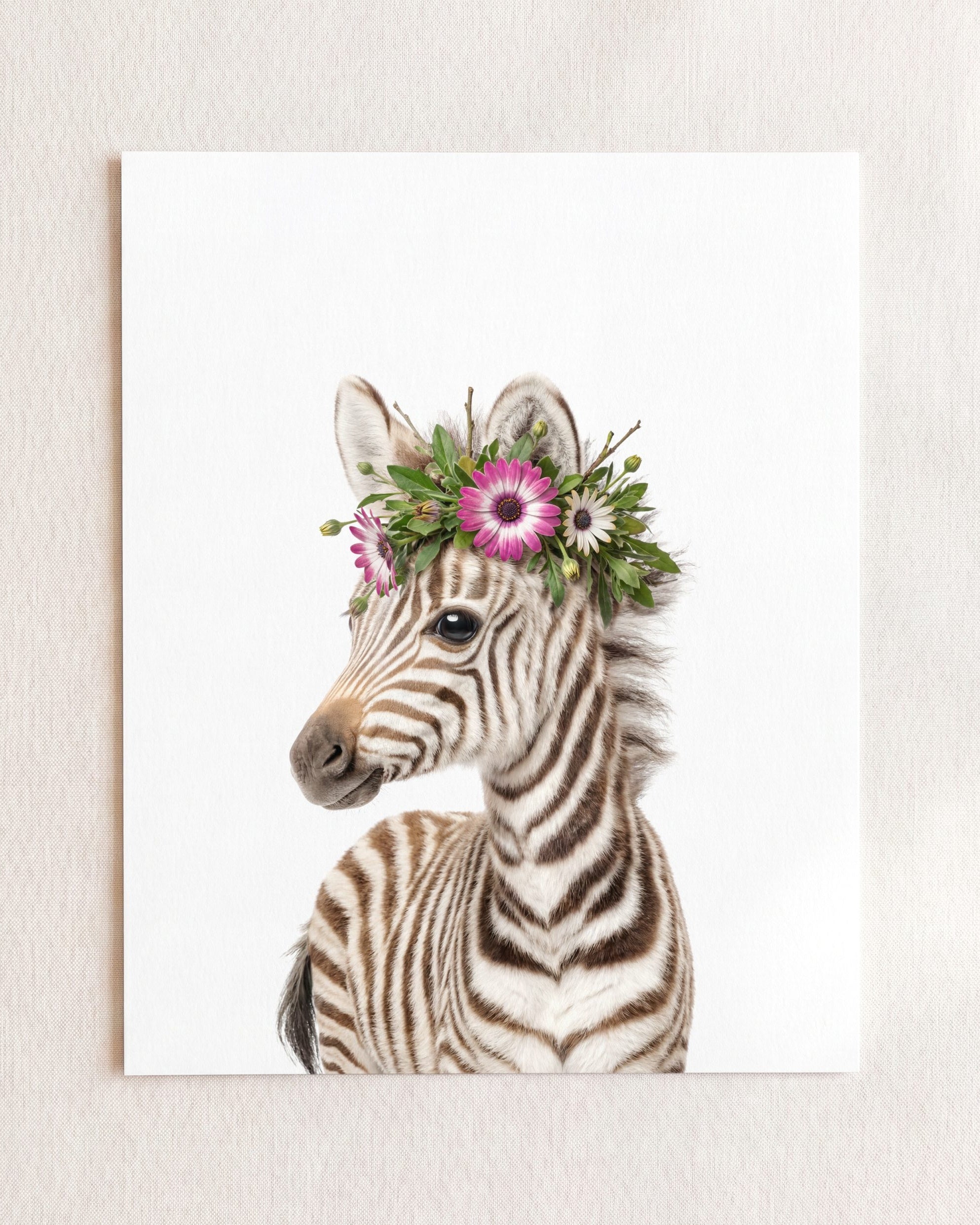 Baby Zebra