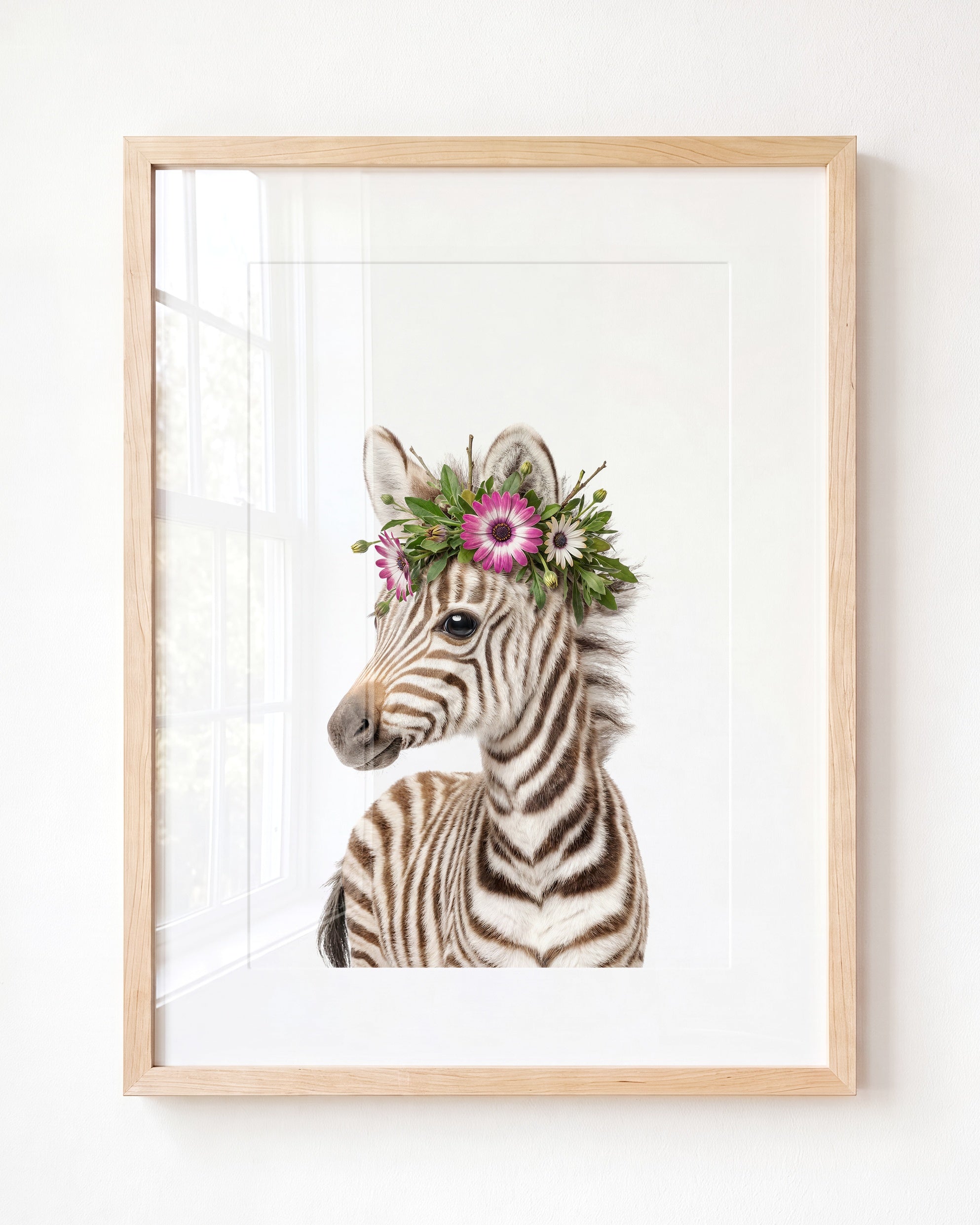 Baby Zebra