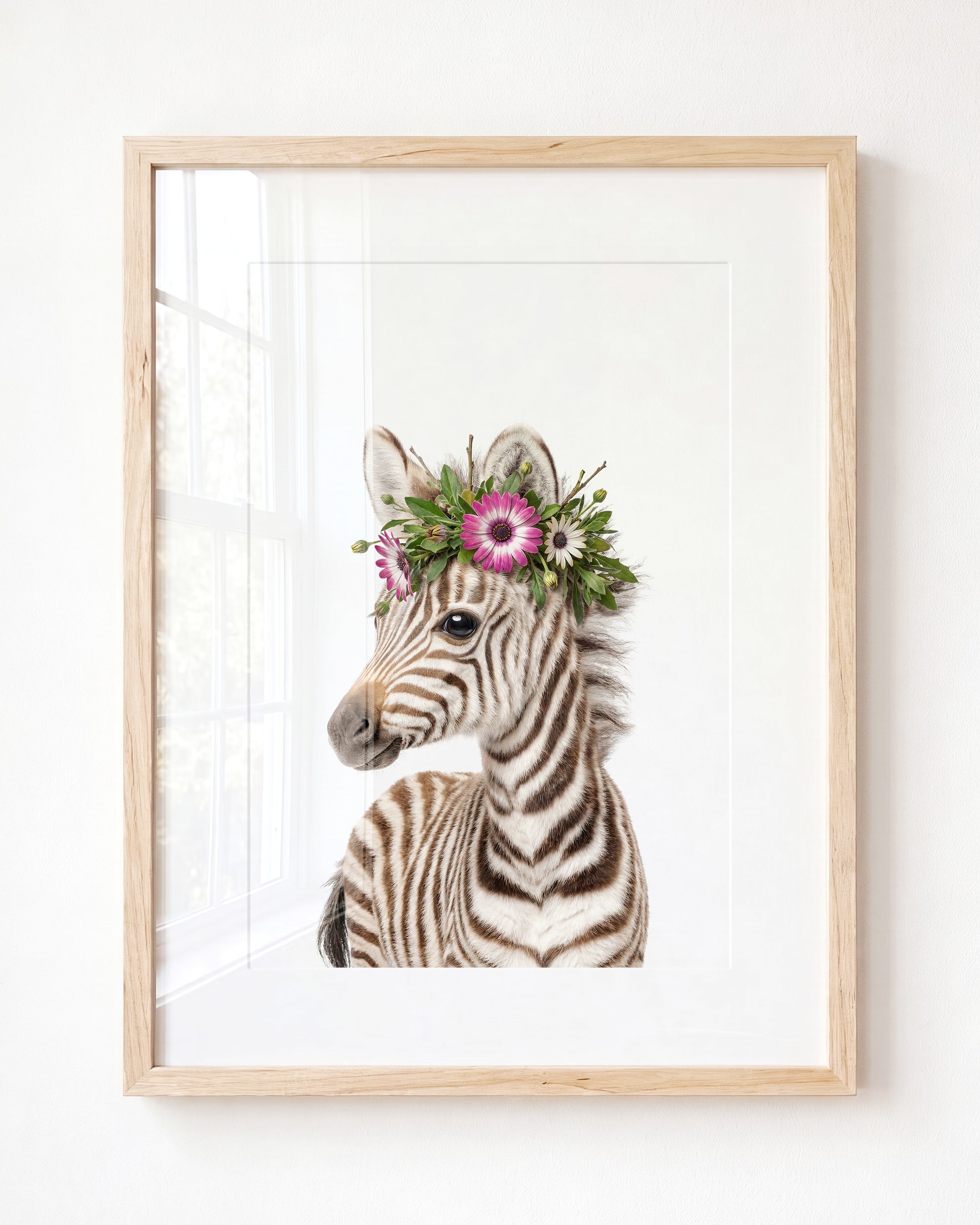 Baby Zebra