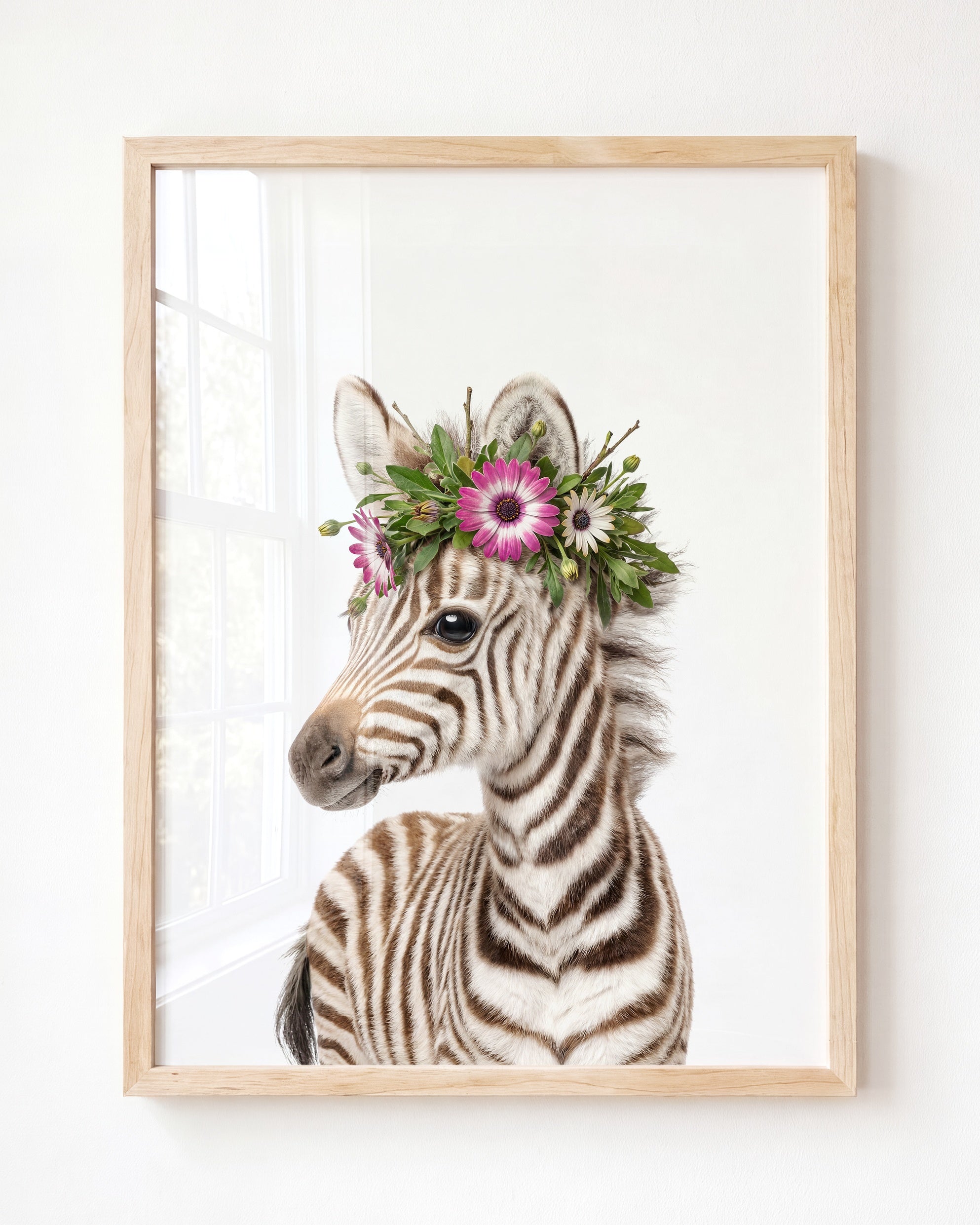 Baby Zebra