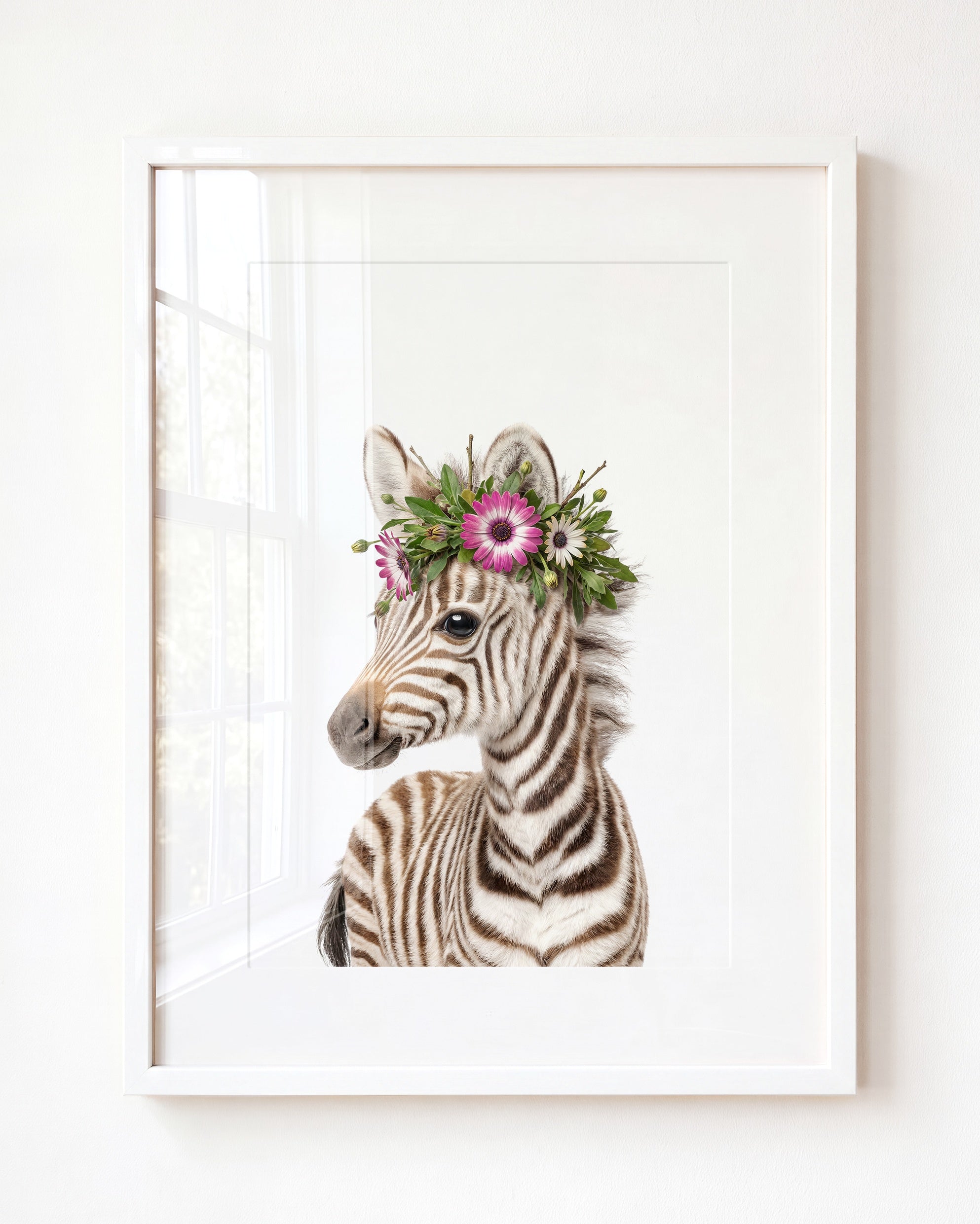 Baby Zebra