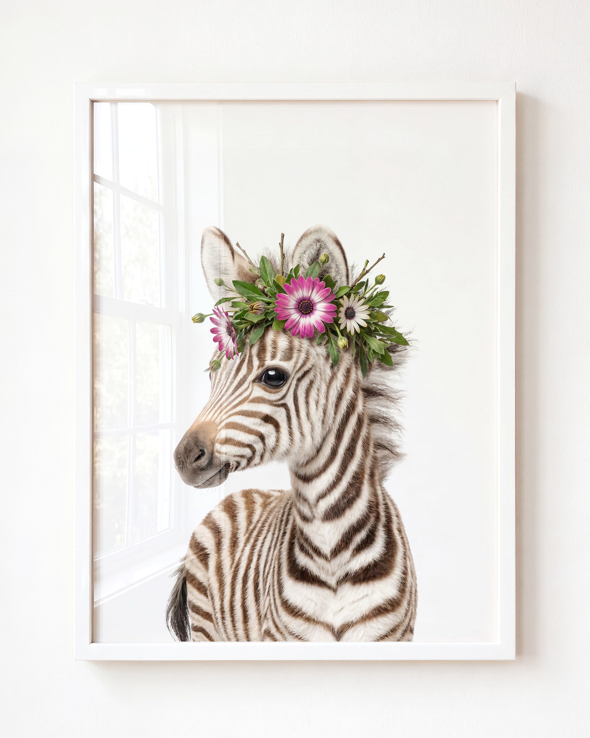 Baby Zebra