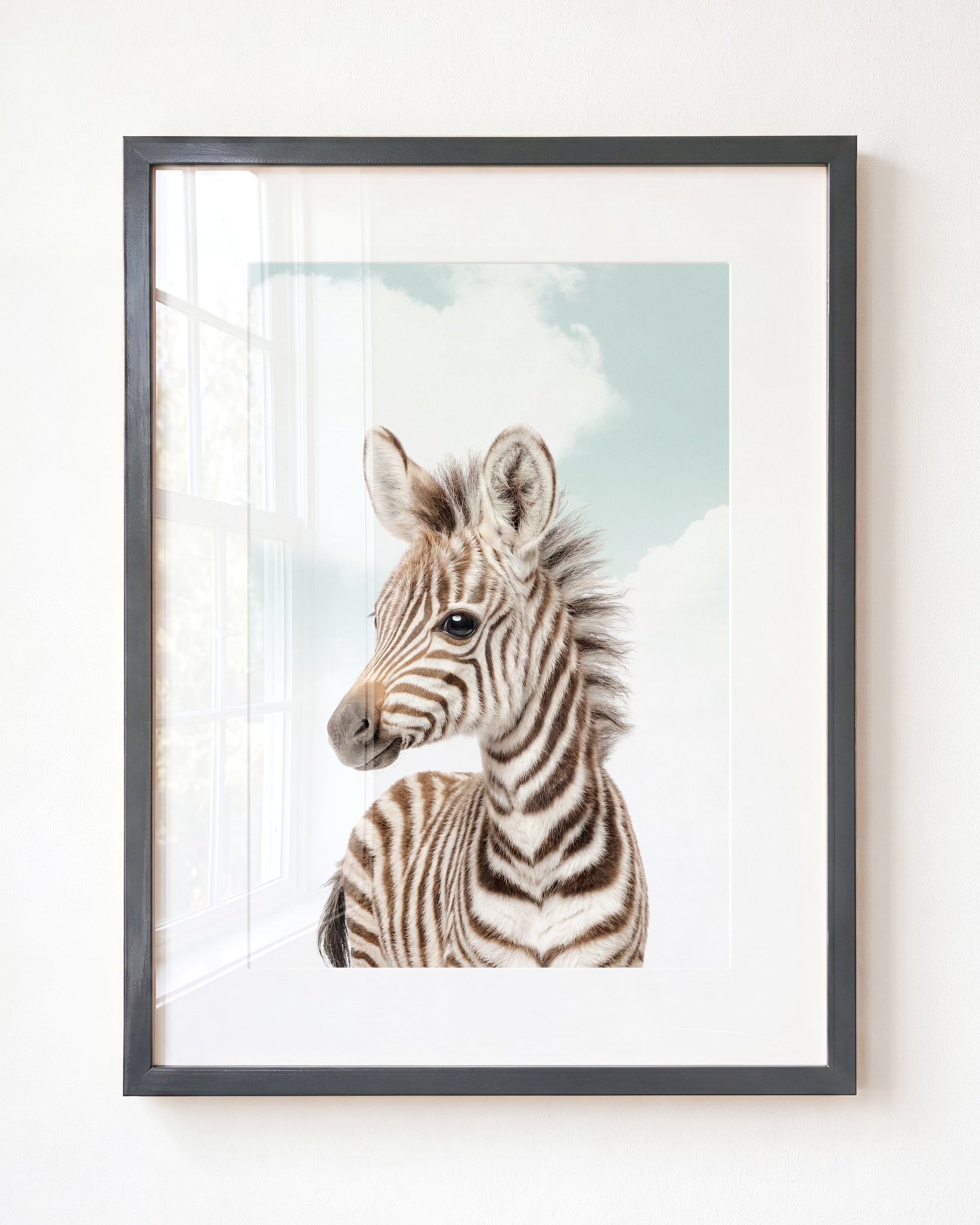 Baby Zebra