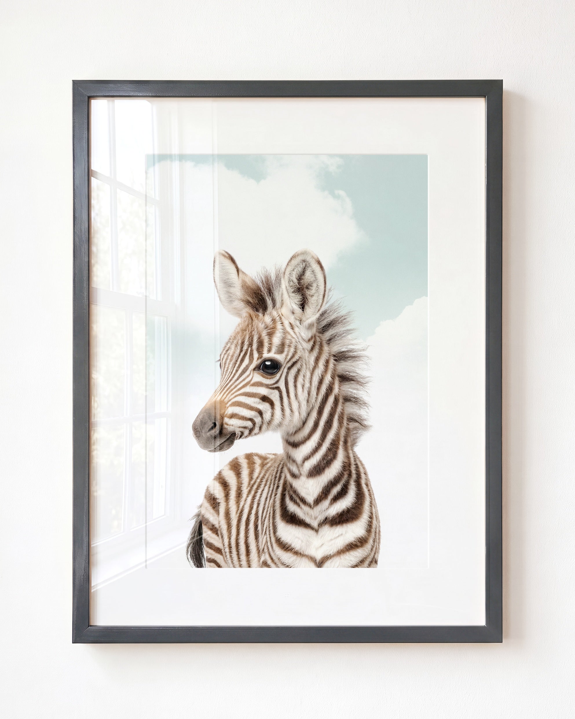 Baby Zebra