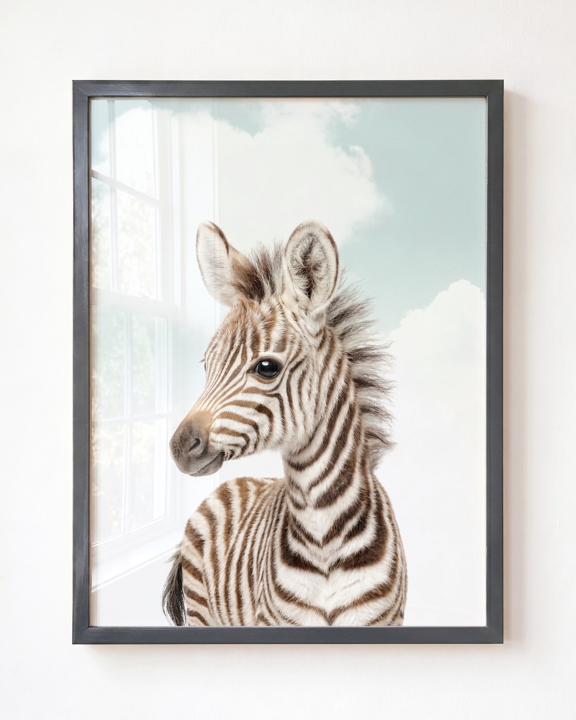 Baby Zebra