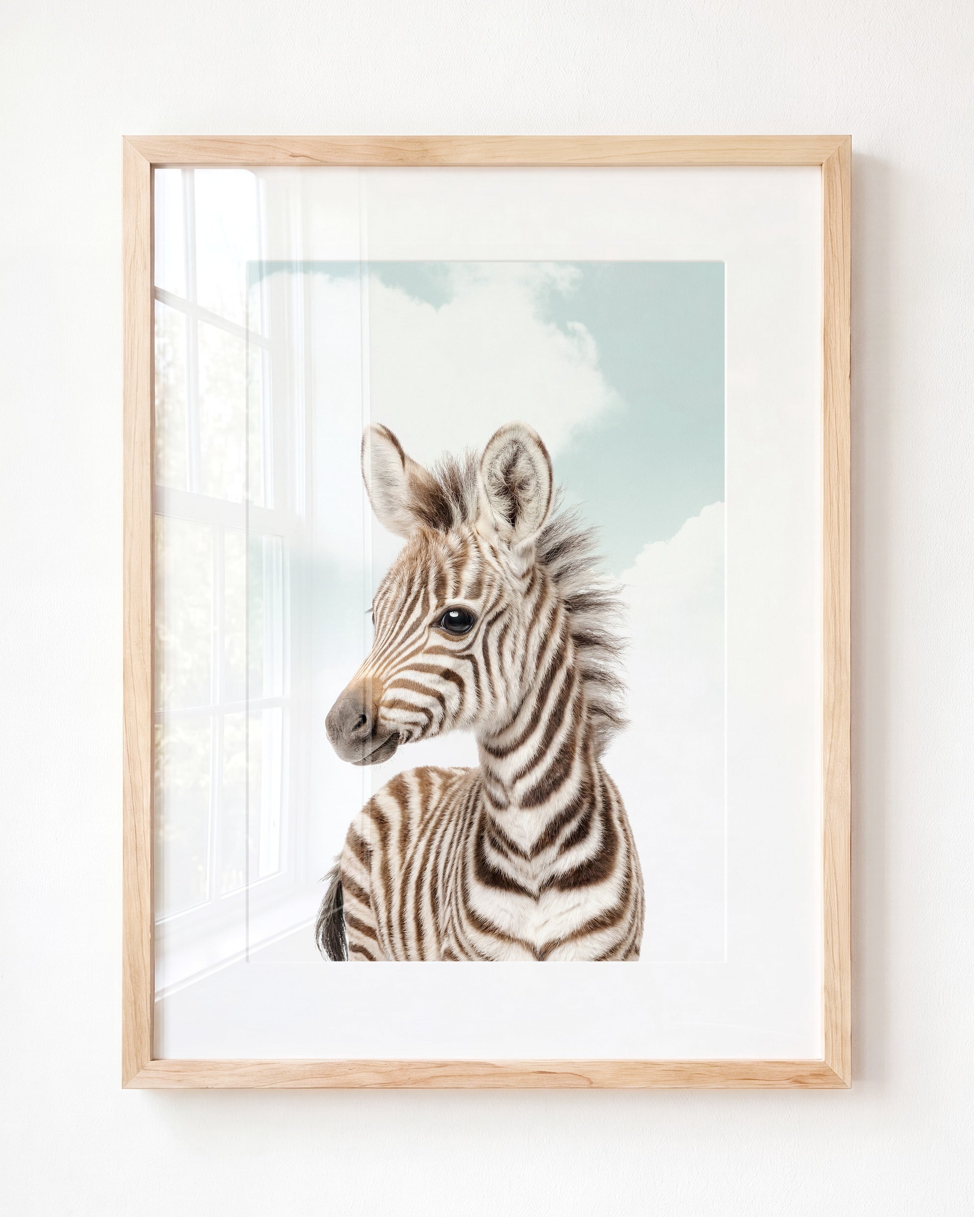 Baby Zebra