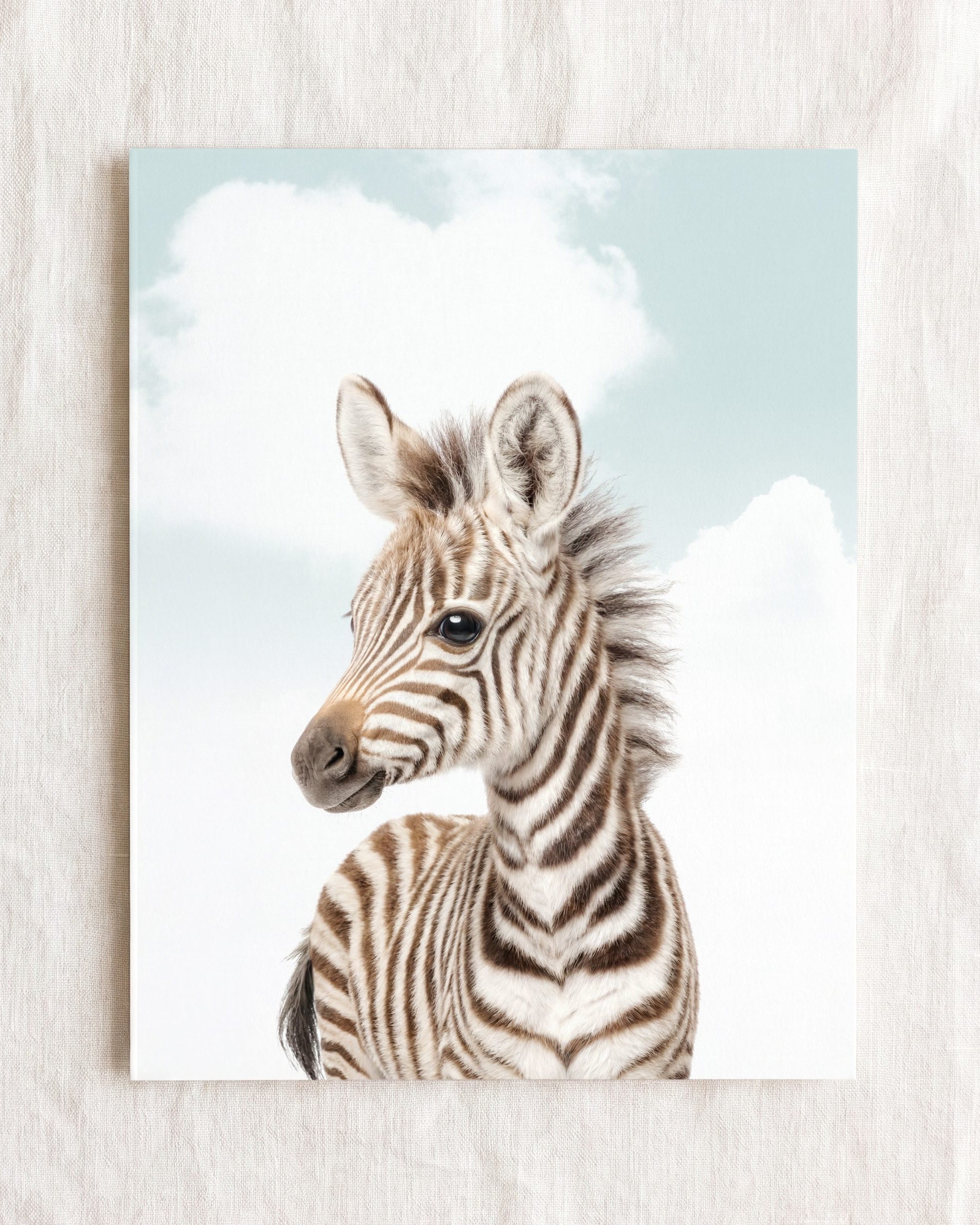 Baby Zebra