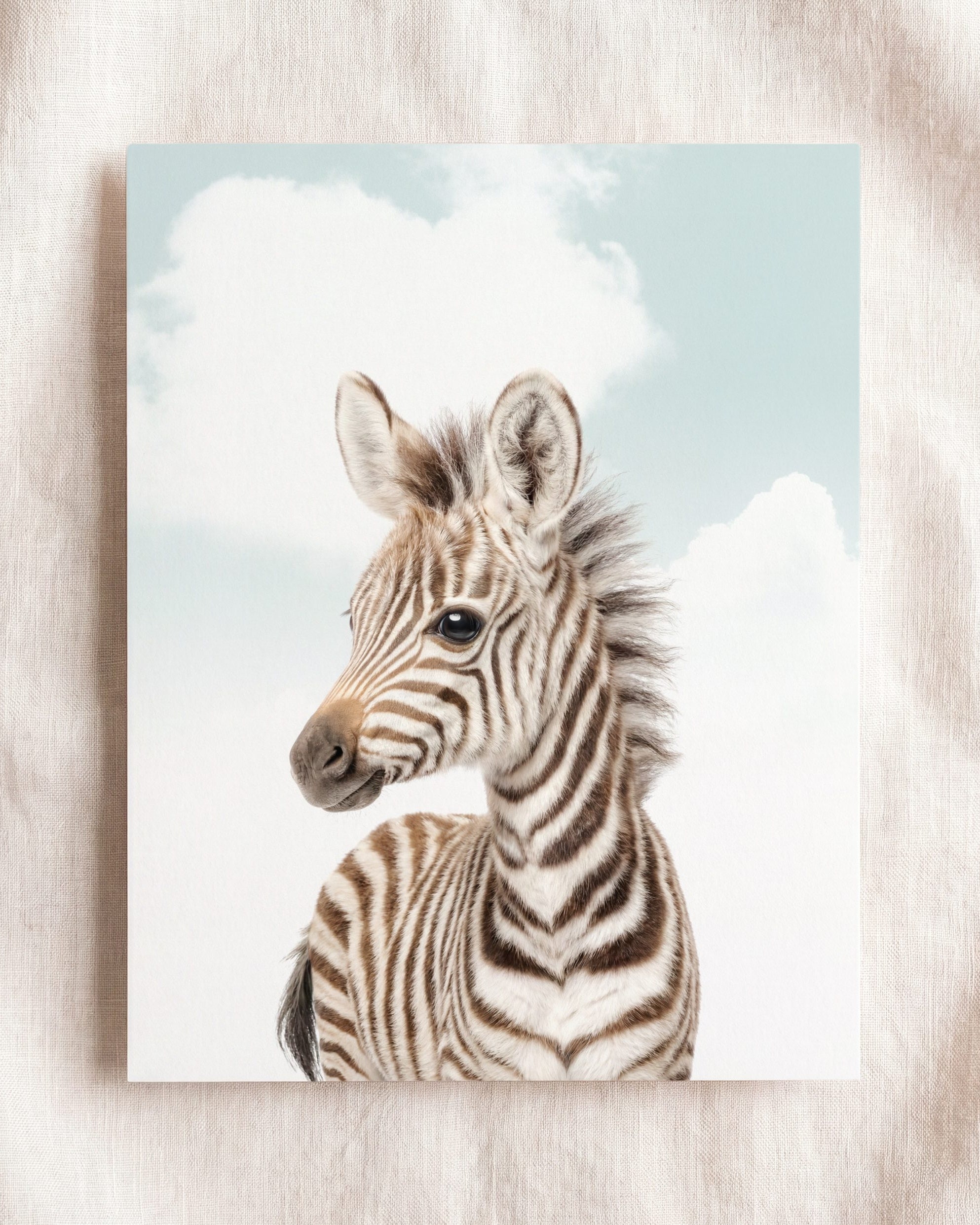 Baby Zebra